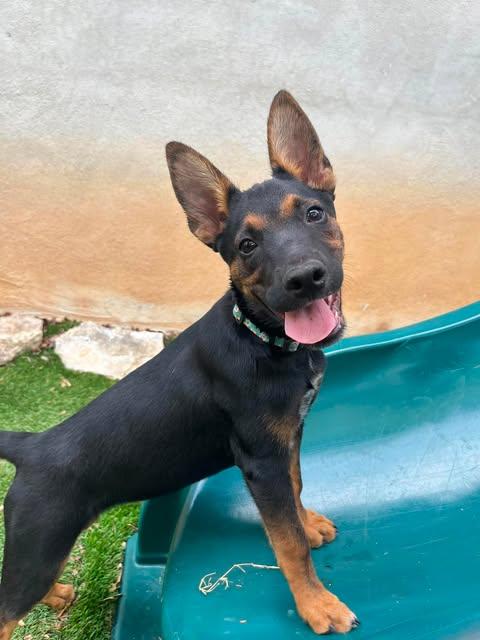 Moana, ADOPTABLE, Puppy Female Australian Cattle Dog / Blue Heeler & Doberman Pinscher.
