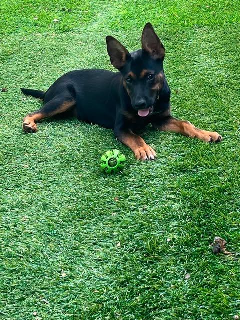 Moana, a ADOPTABLE mixed breed in Austin , TX image 5/6