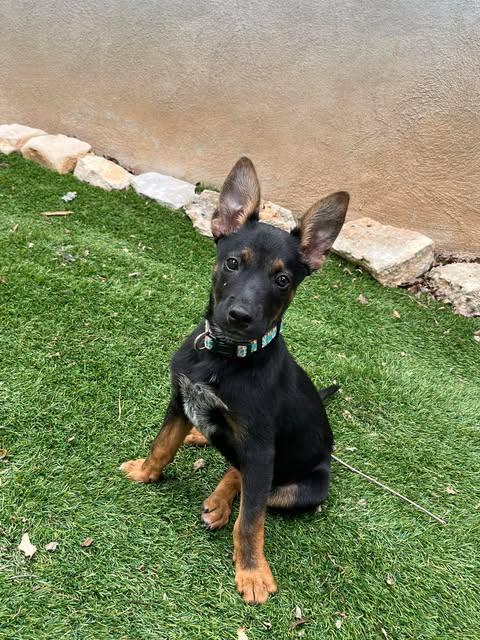 Moana, a ADOPTABLE mixed breed in Austin , TX image 2/6