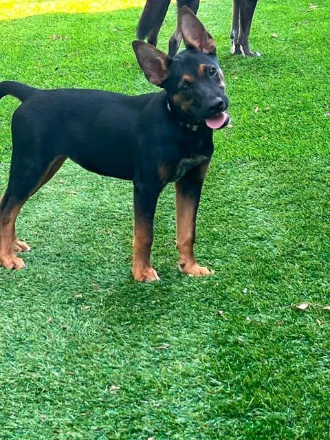 Moana, a ADOPTABLE mixed breed in Austin , TX image 4/6