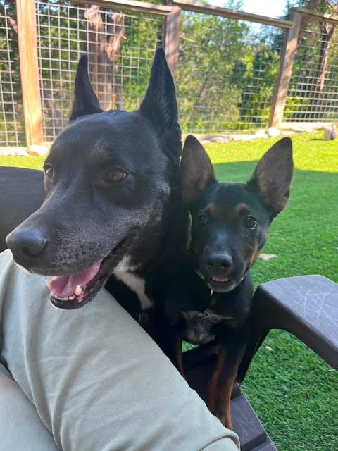 Moana, a ADOPTABLE mixed breed in Austin , TX image 6/6
