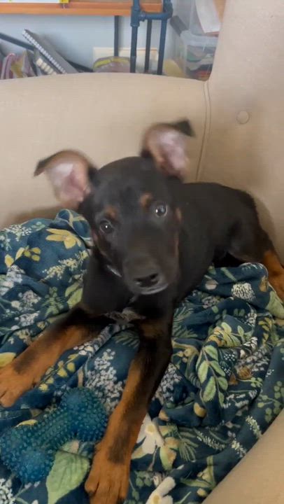 Enlarge Moana, a ADOPTABLE mixed breed in Austin , TX video 3/6