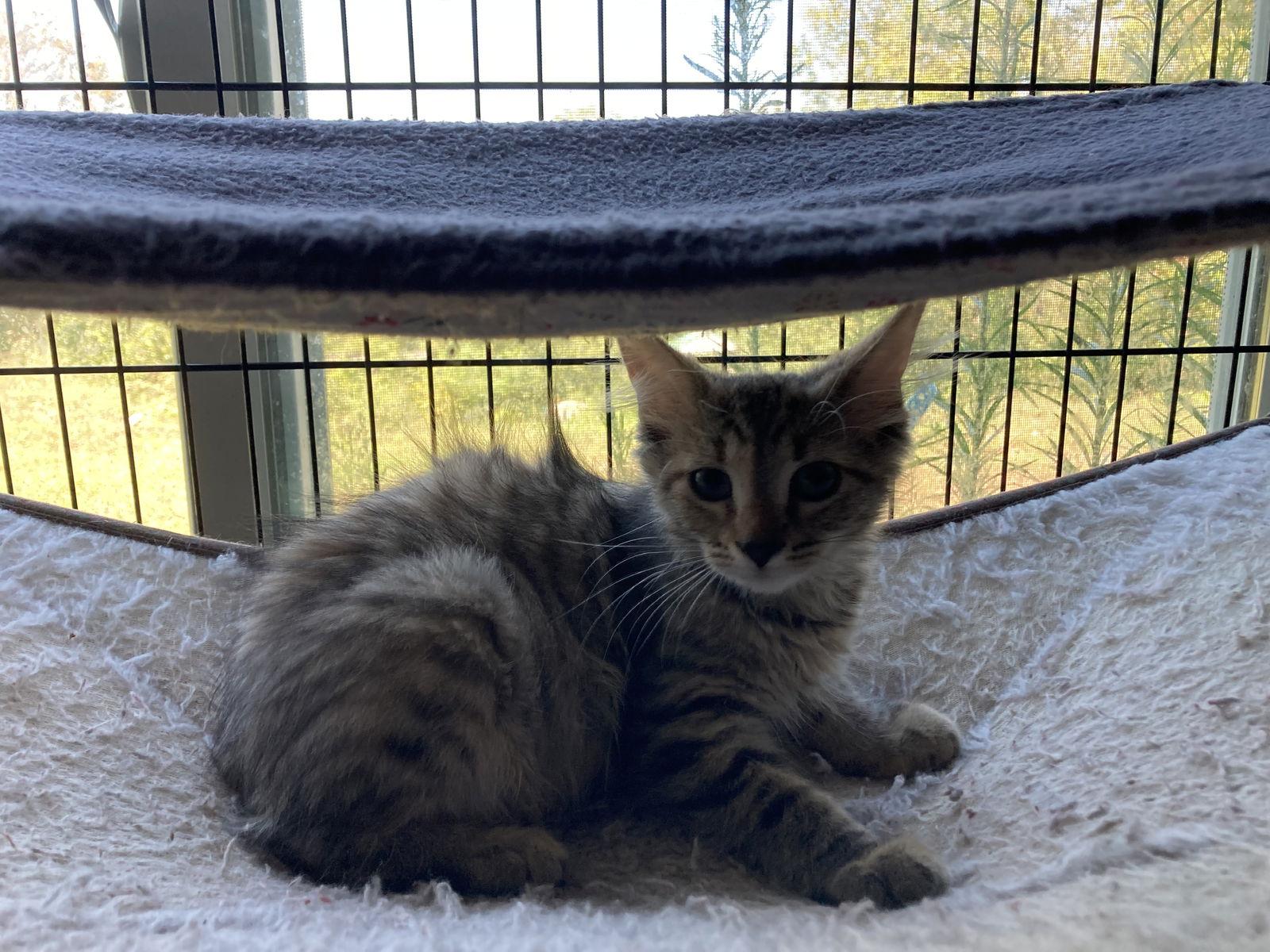 Cassie, Adoptable, Young Female Domestic Long Hair.