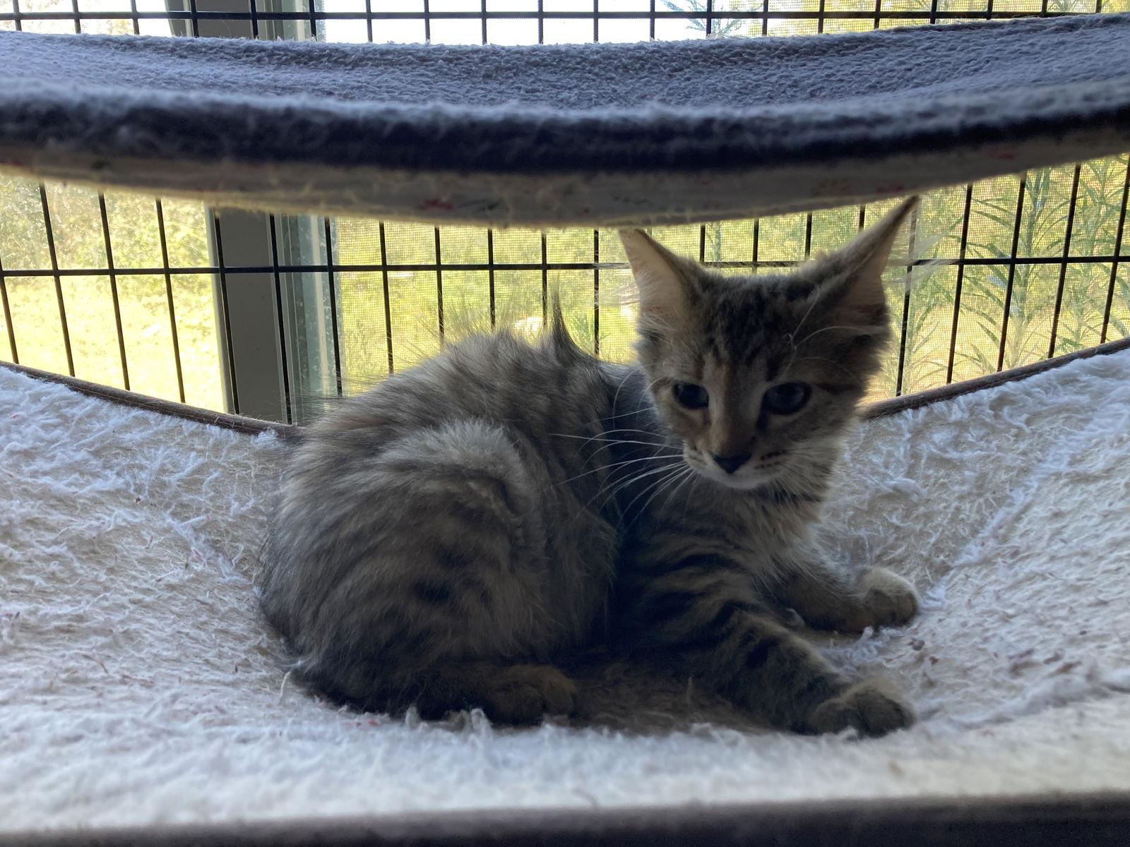 Cassie, a Adoptable Domestic Long Hair in Trexlertown, PA image 2/2