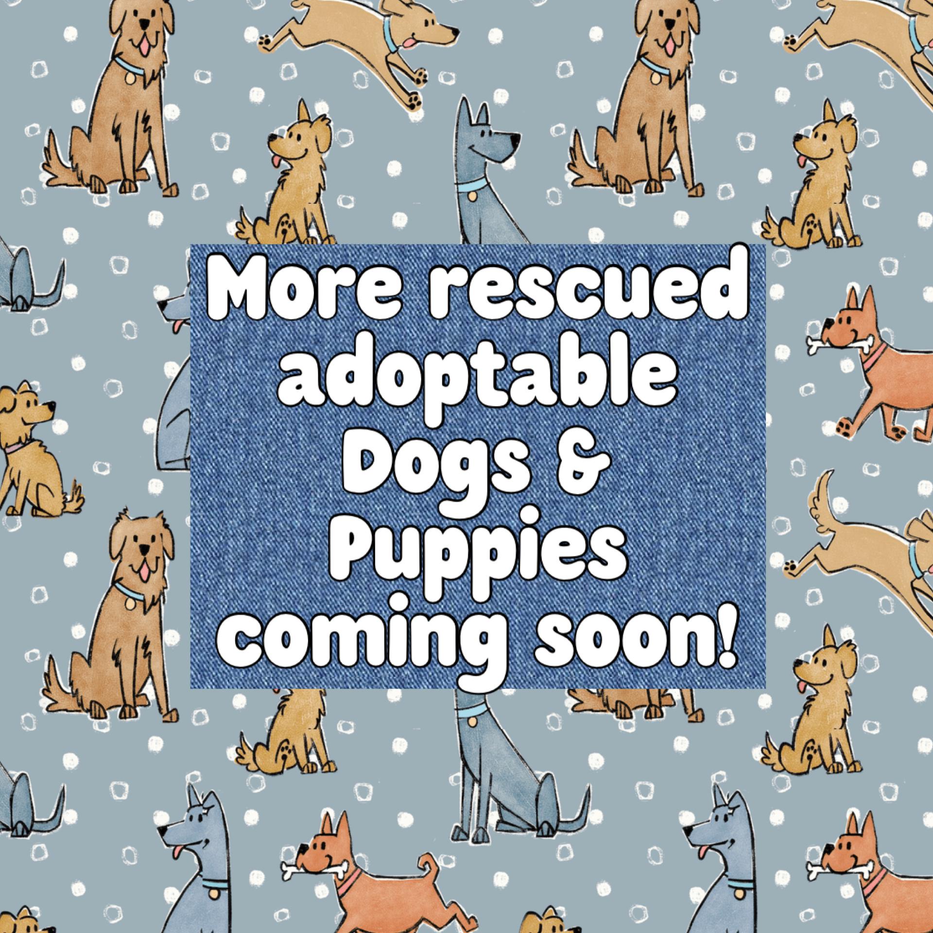 Dogs and Puppies coming soon!, adoptable, Adult Female Mixed Breed.