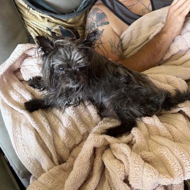 Oscar, Adoptable, Senior Male Yorkshire Terrier.