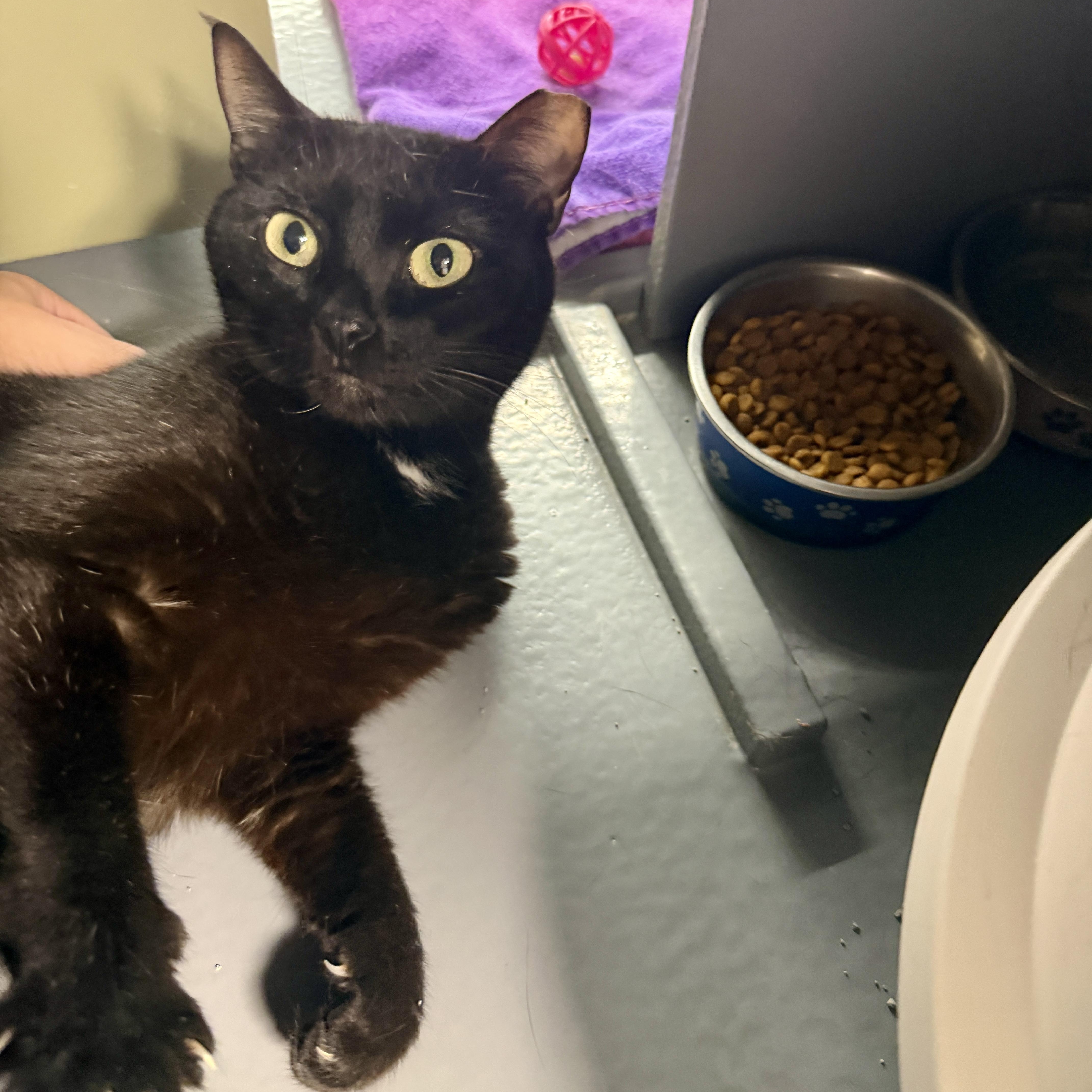 Enlarge Kiersten , a ADOPTABLE Domestic Short Hair in Oldsmar, FL image 1/5
