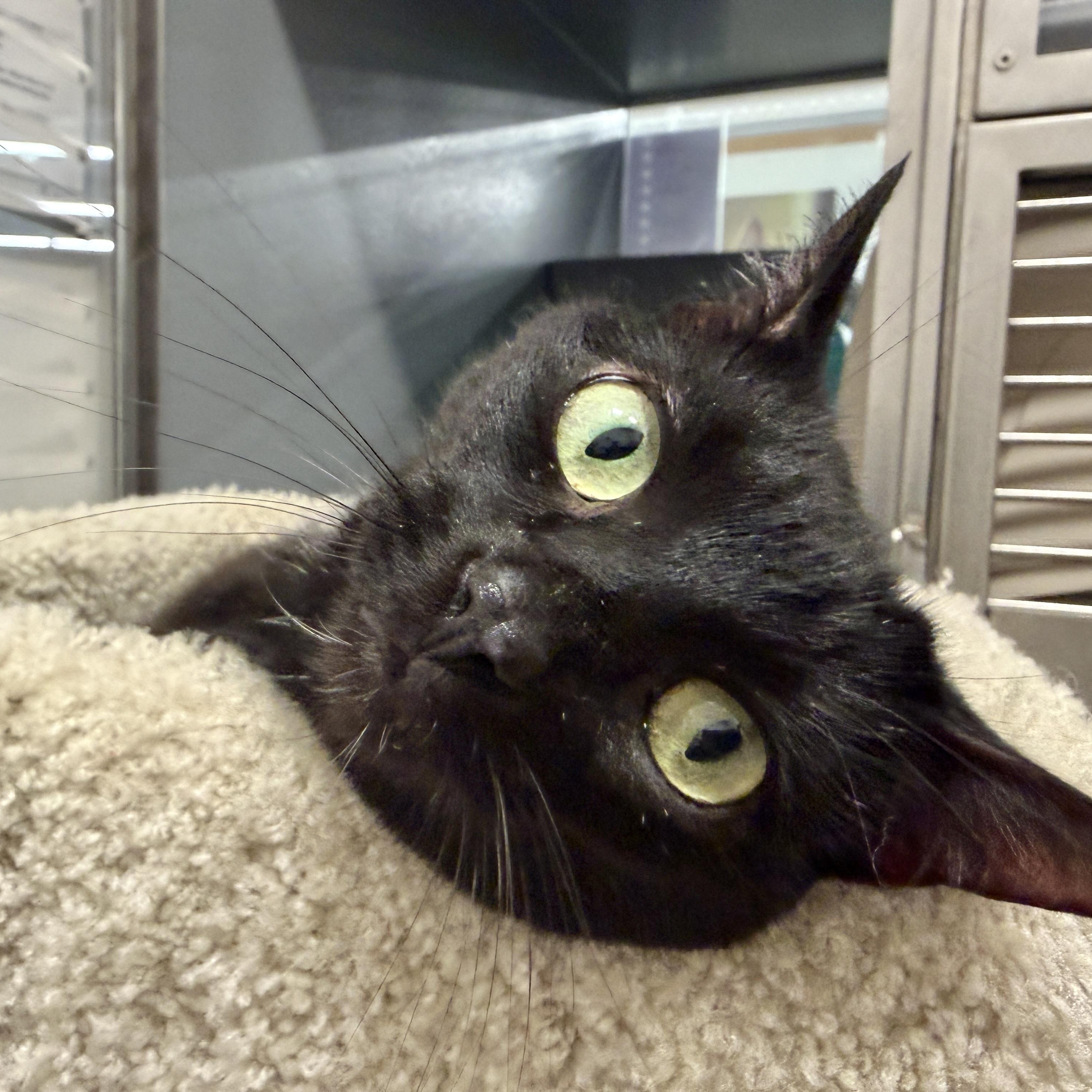 Kiersten , ADOPTABLE, Adult Female Domestic Short Hair.