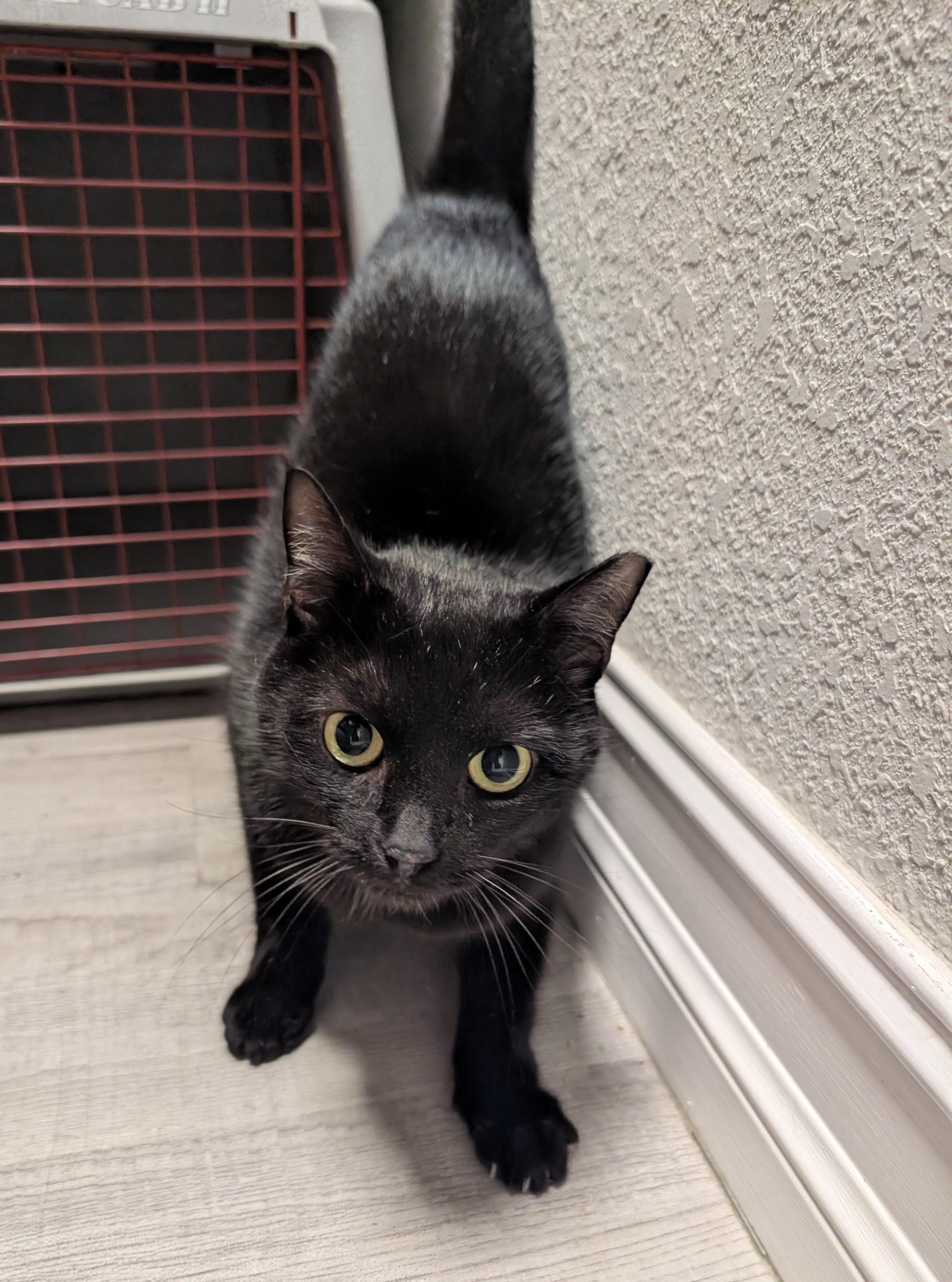 Kiersten , a ADOPTABLE Domestic Short Hair in Palm Harbor, FL image 3/3
