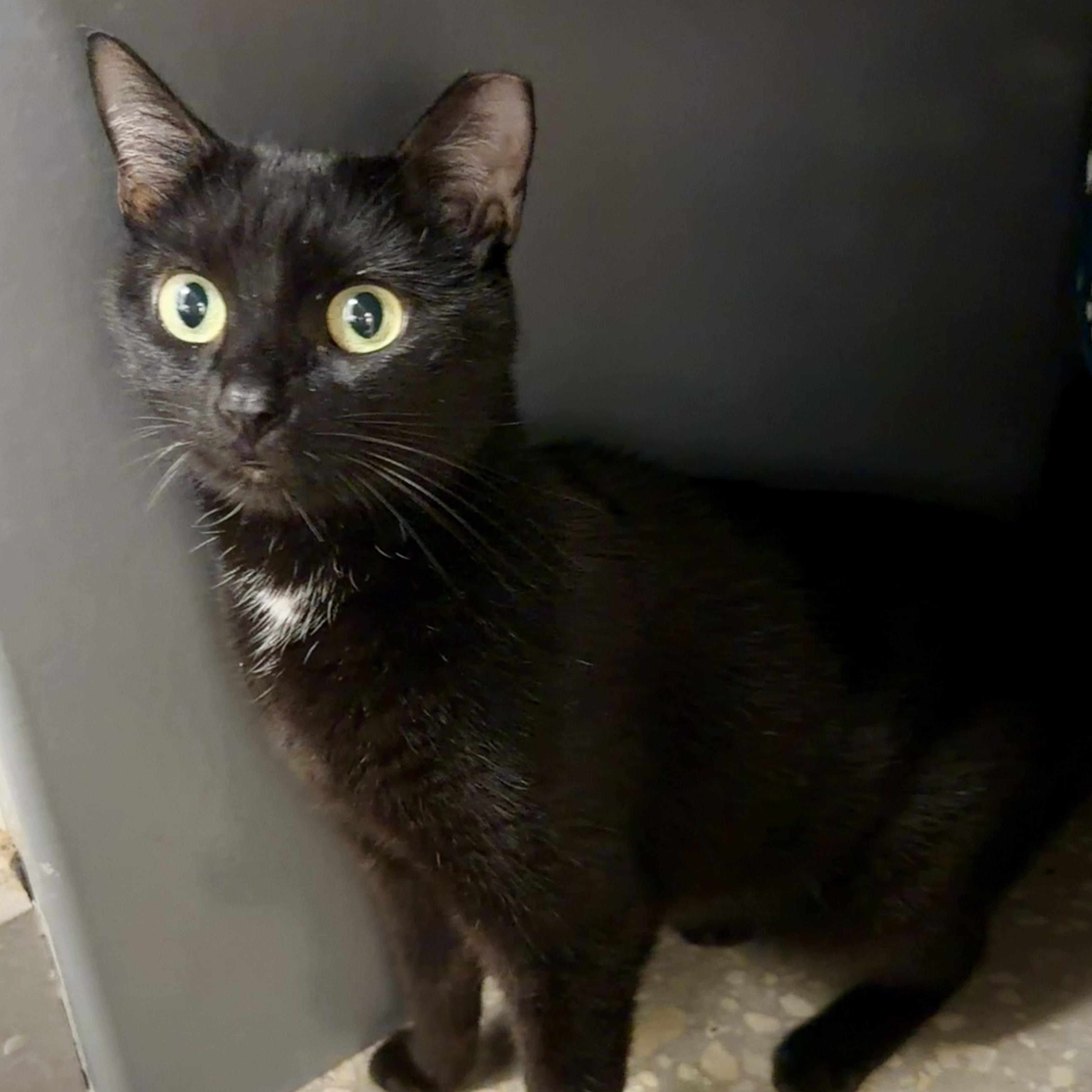 Kiersten , a ADOPTABLE Domestic Short Hair in Oldsmar, FL image 3/5