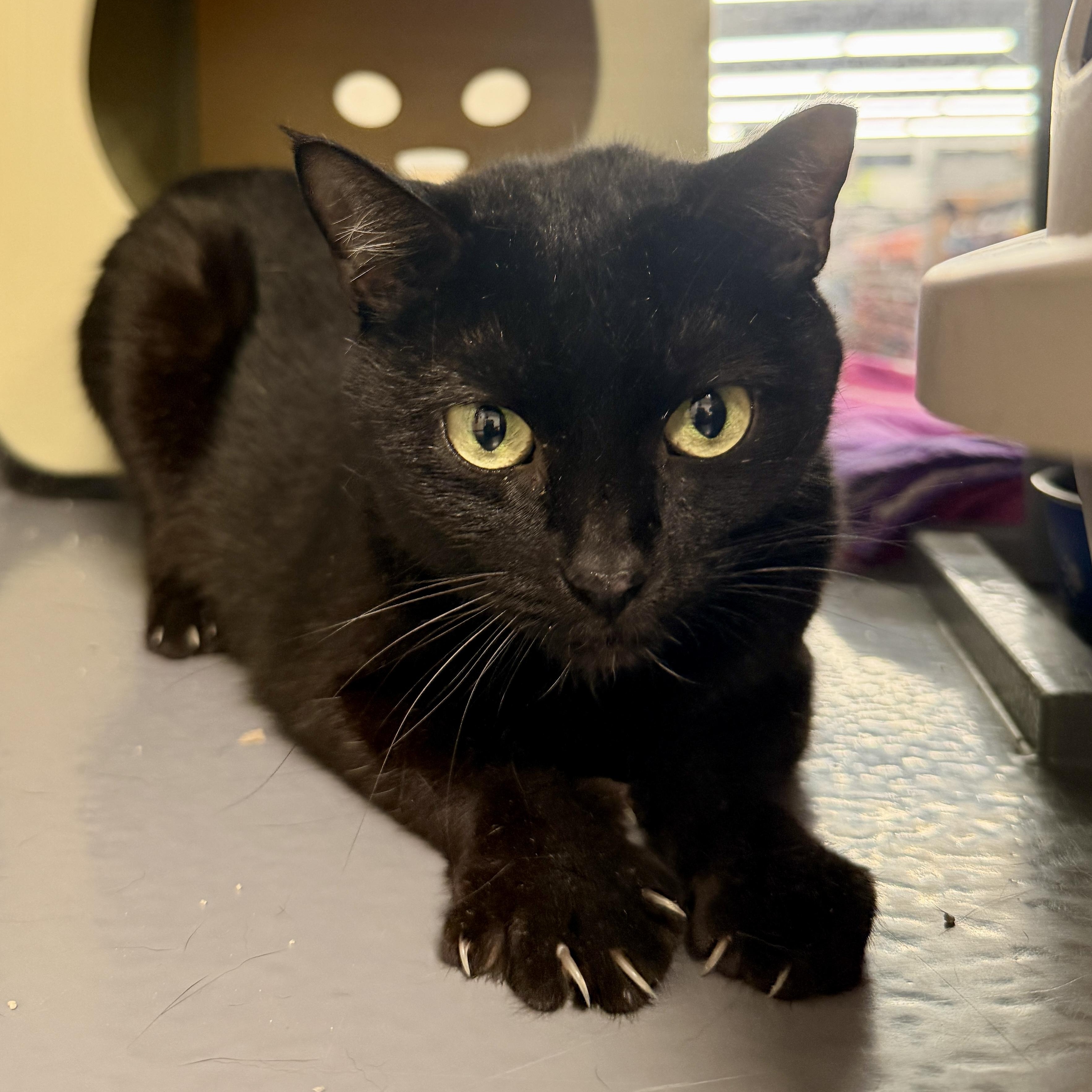 Enlarge Kiersten , a ADOPTABLE Domestic Short Hair in Oldsmar, FL image 2/5