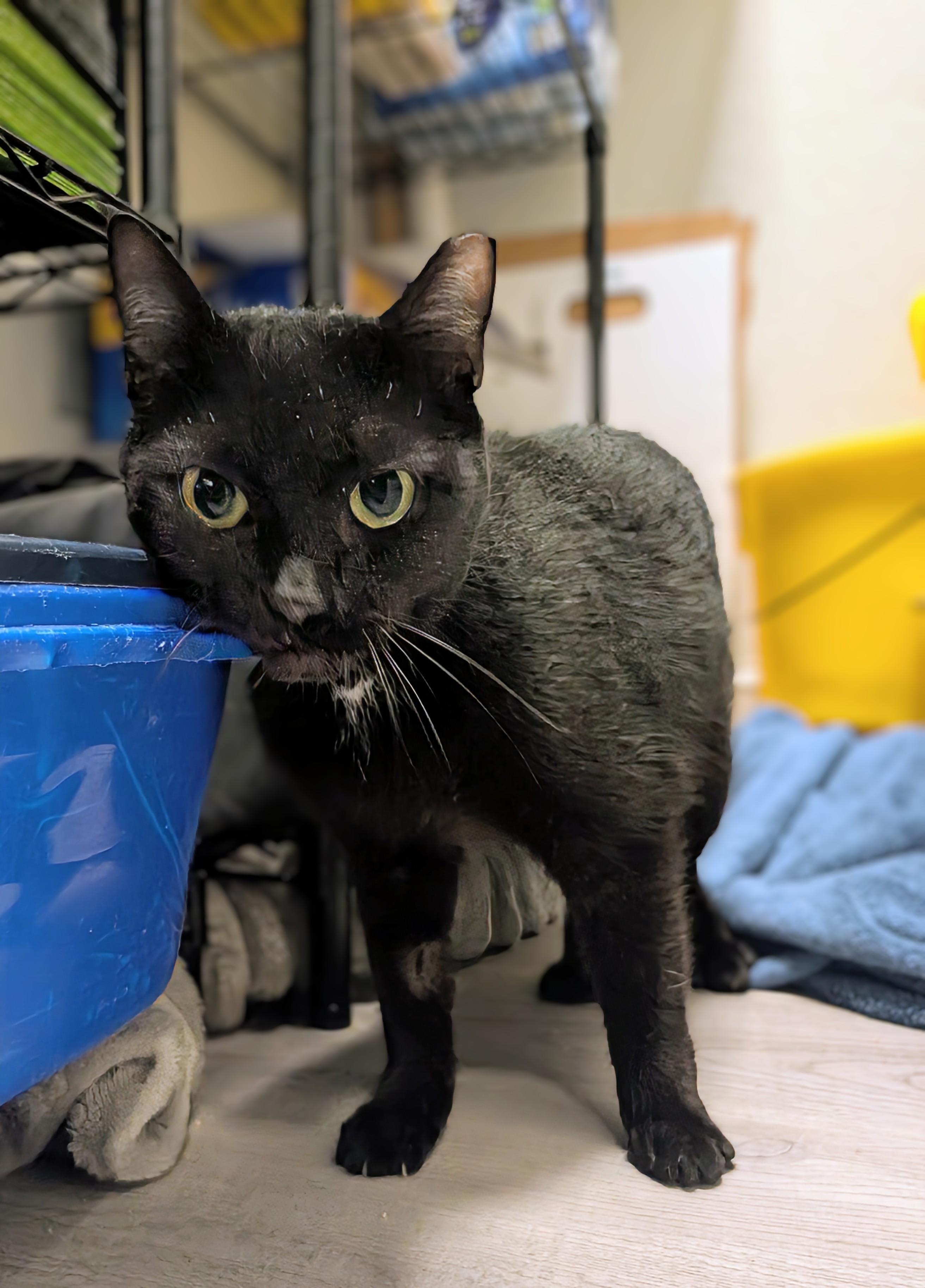 Kiersten , ADOPTABLE, Adult Female Domestic Short Hair.
