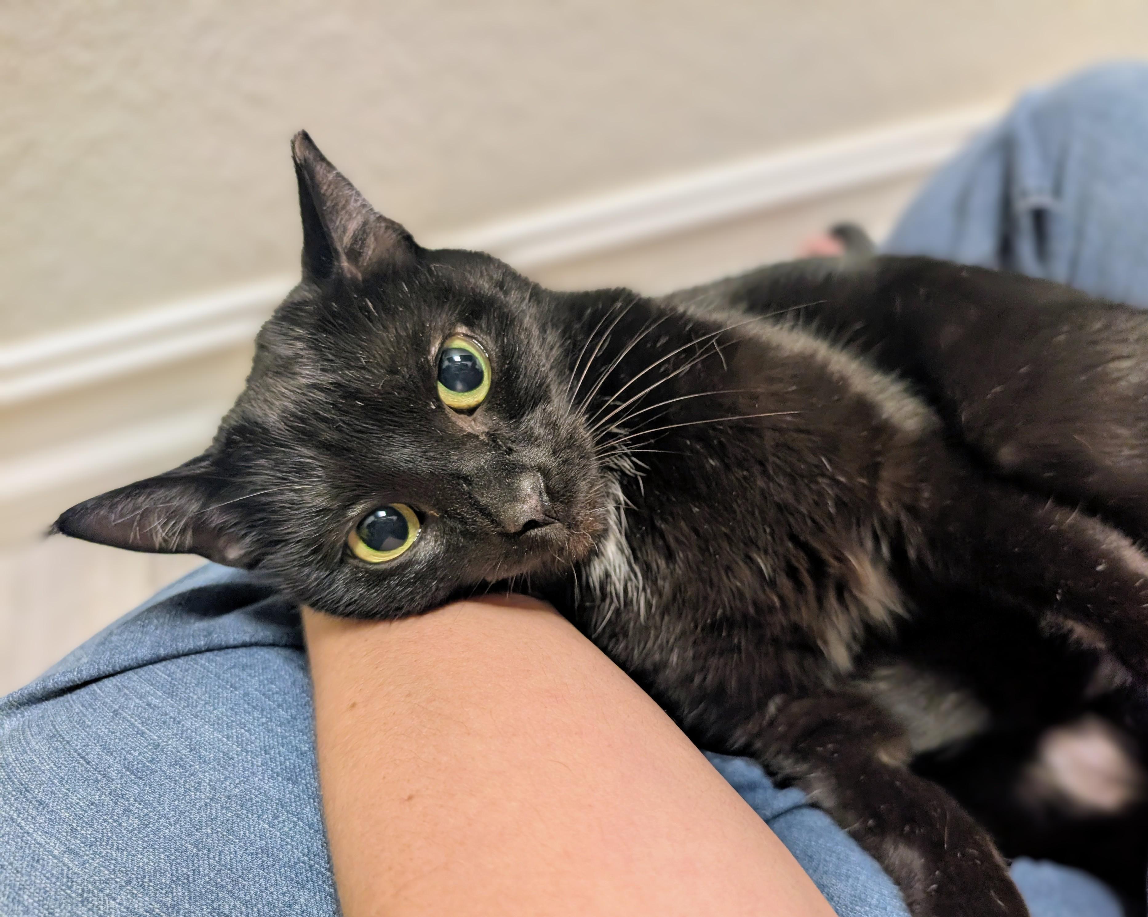 Kiersten , a ADOPTABLE Domestic Short Hair in Palm Harbor, FL image 2/3