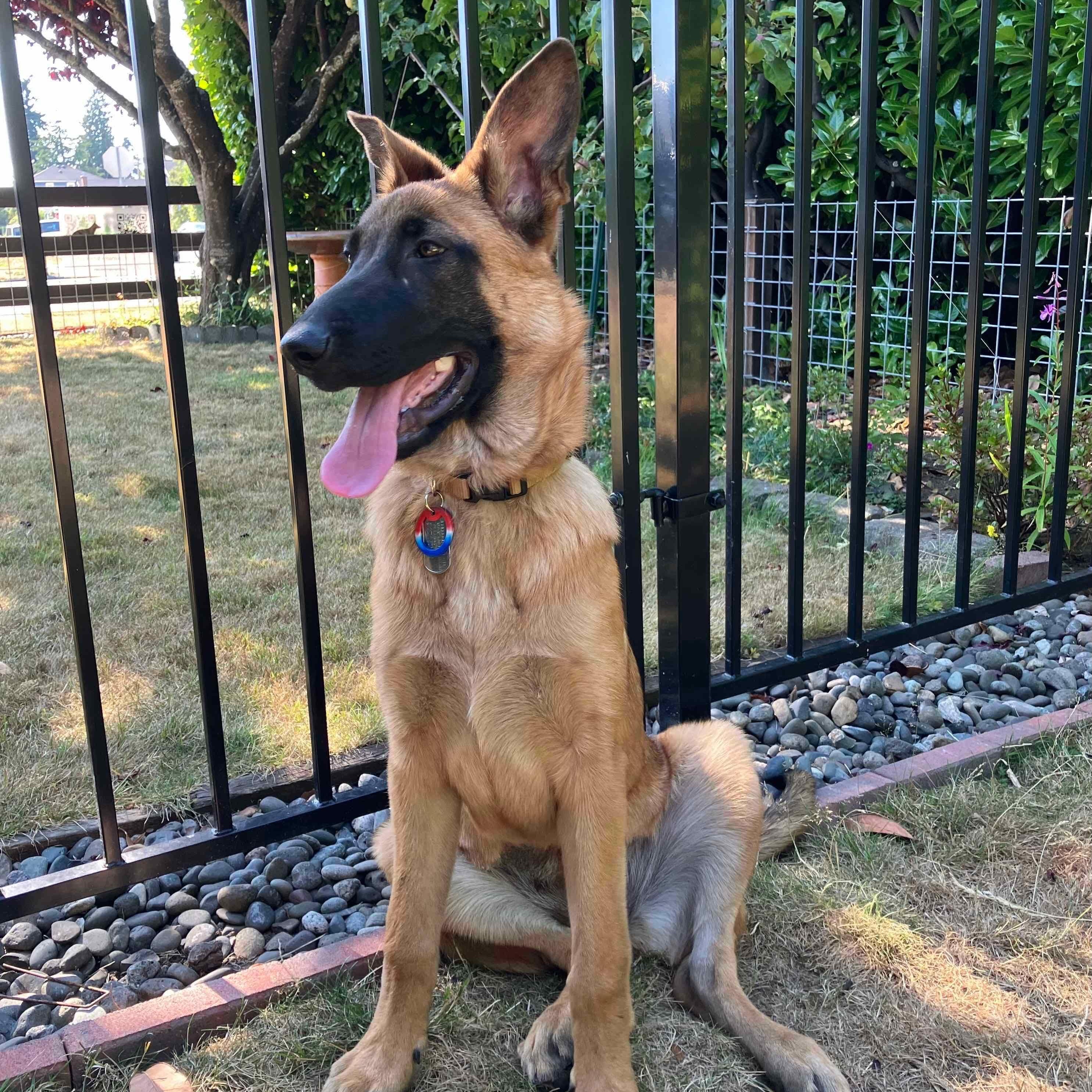 Meet Nova - A Shining Star Ready to Light Up Your Life Born February 25 2025 Breed German Shephe
