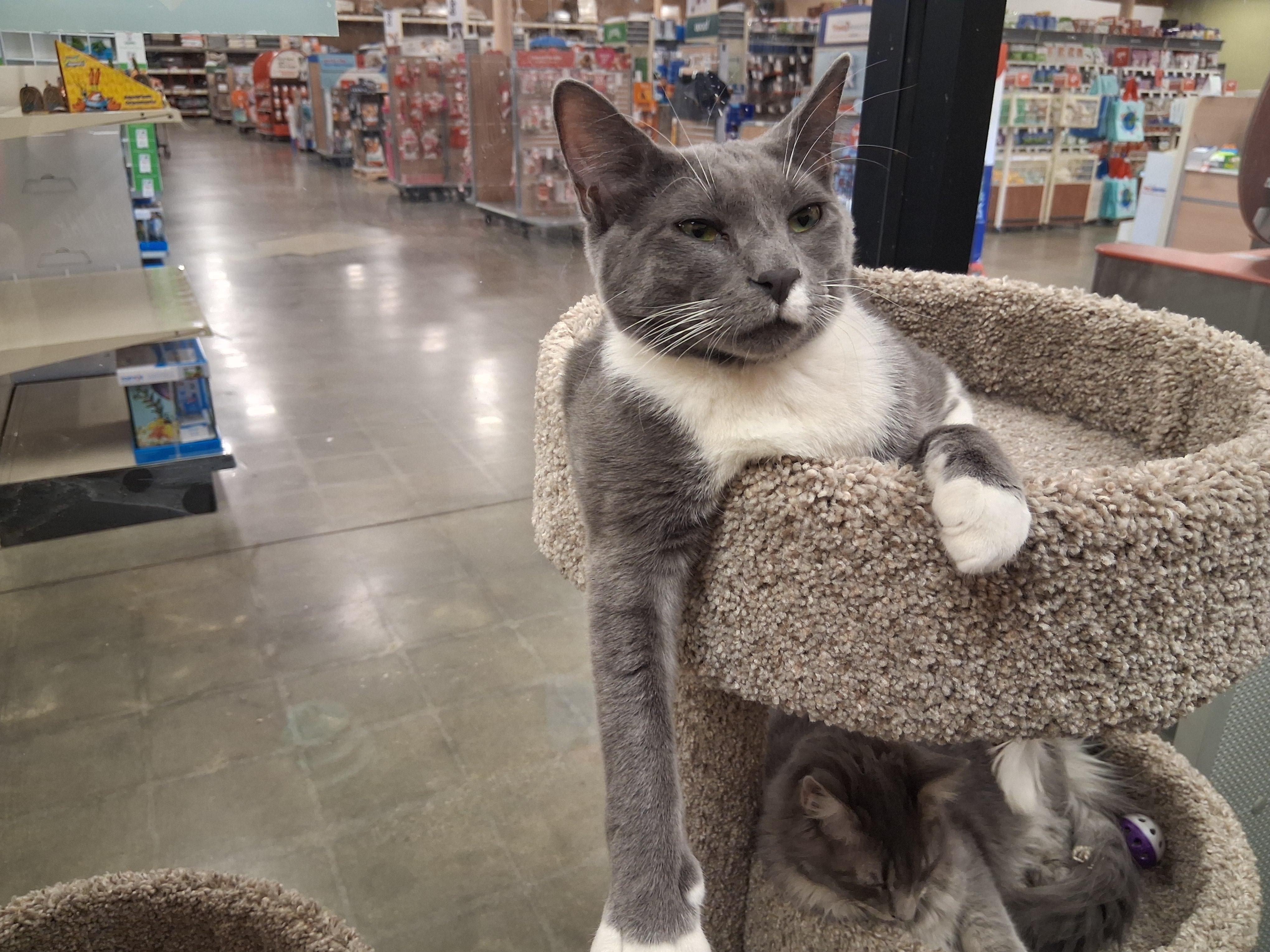 Enlarge Jyn Erso, a ADOPTABLE mixed breed in Snellville, GA image 3/4