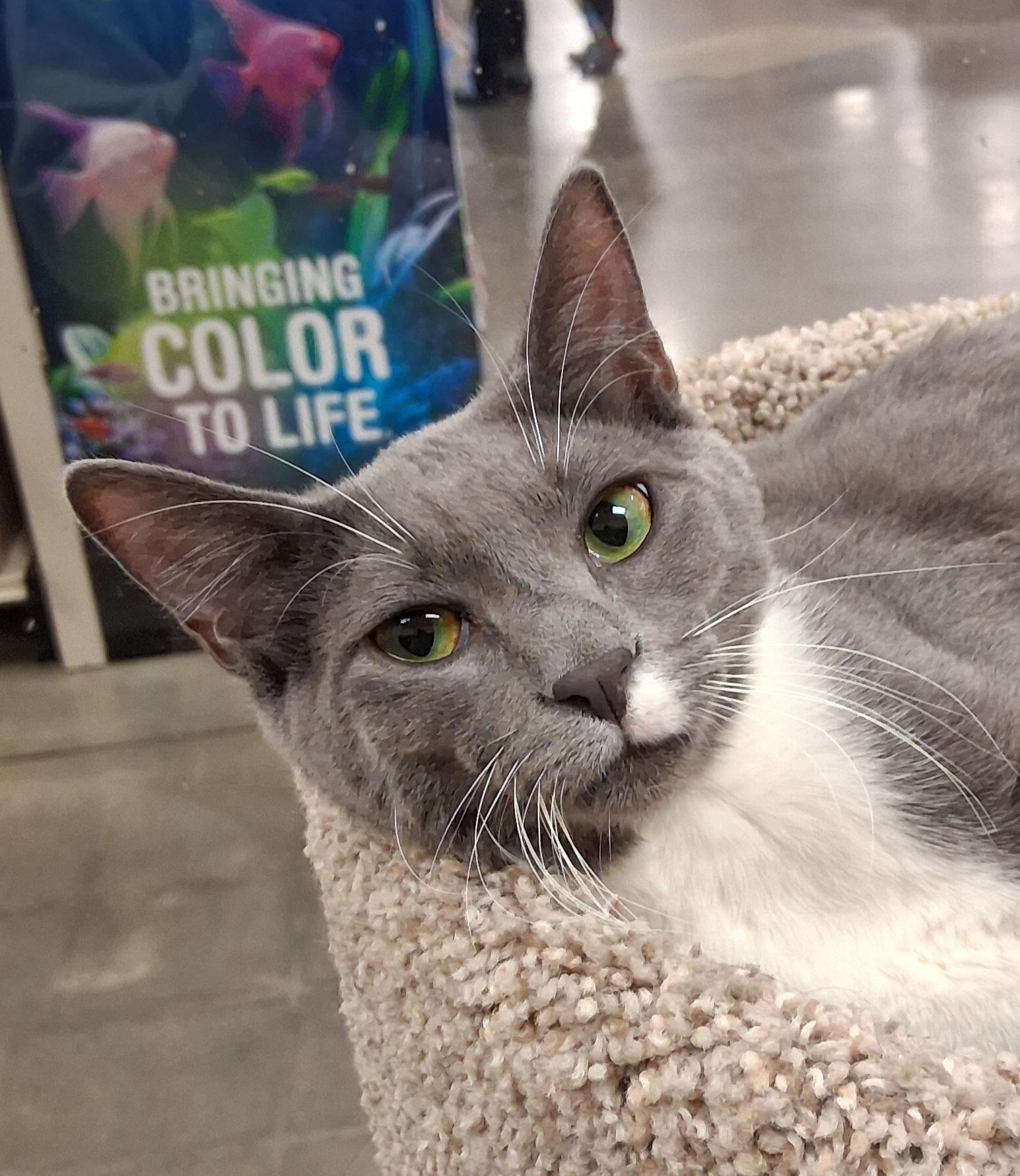 Jyn Erso, ADOPTABLE, Young Female Domestic Short Hair.