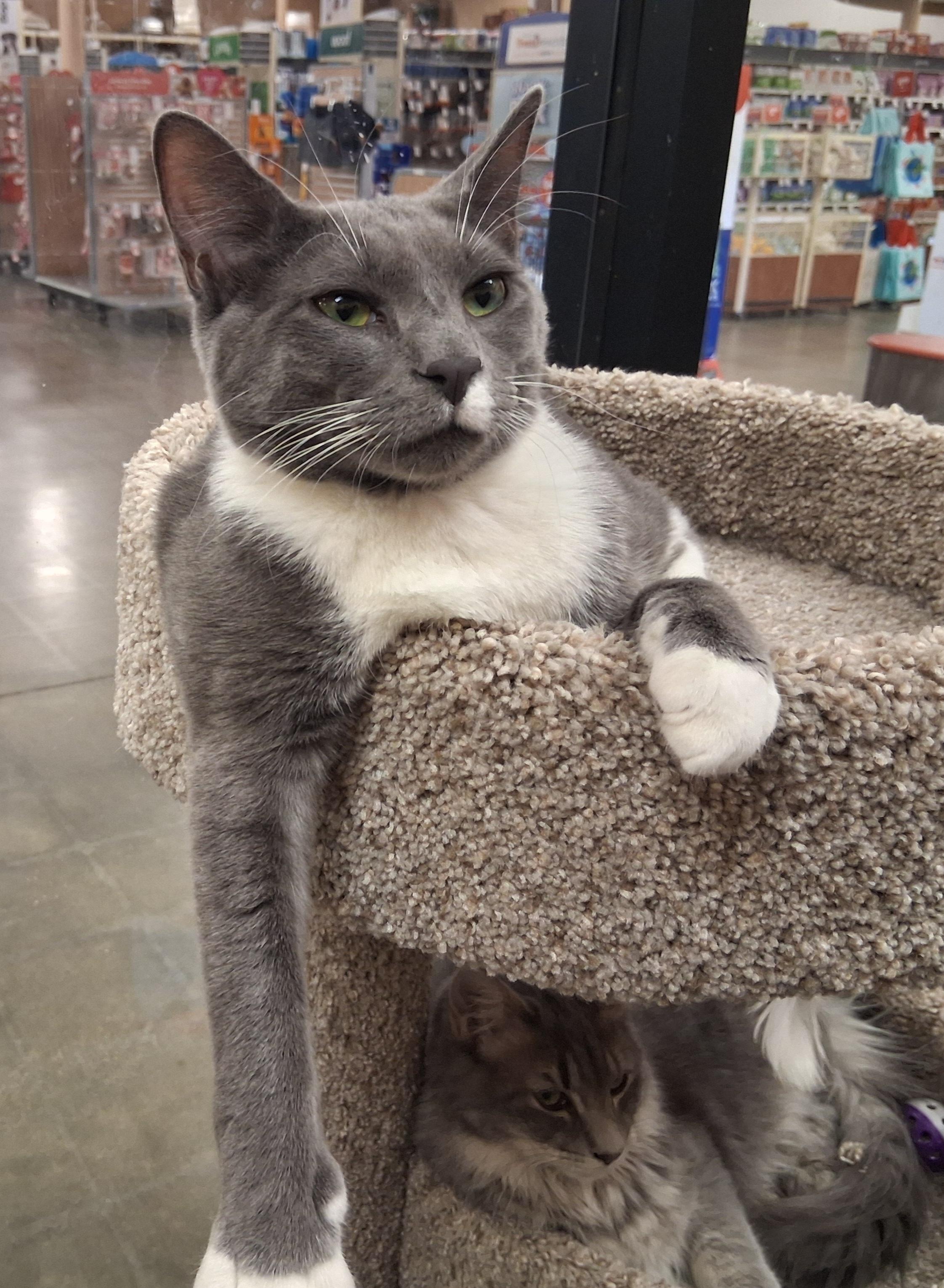 Enlarge Jyn Erso, a ADOPTABLE mixed breed in Snellville, GA image 4/4