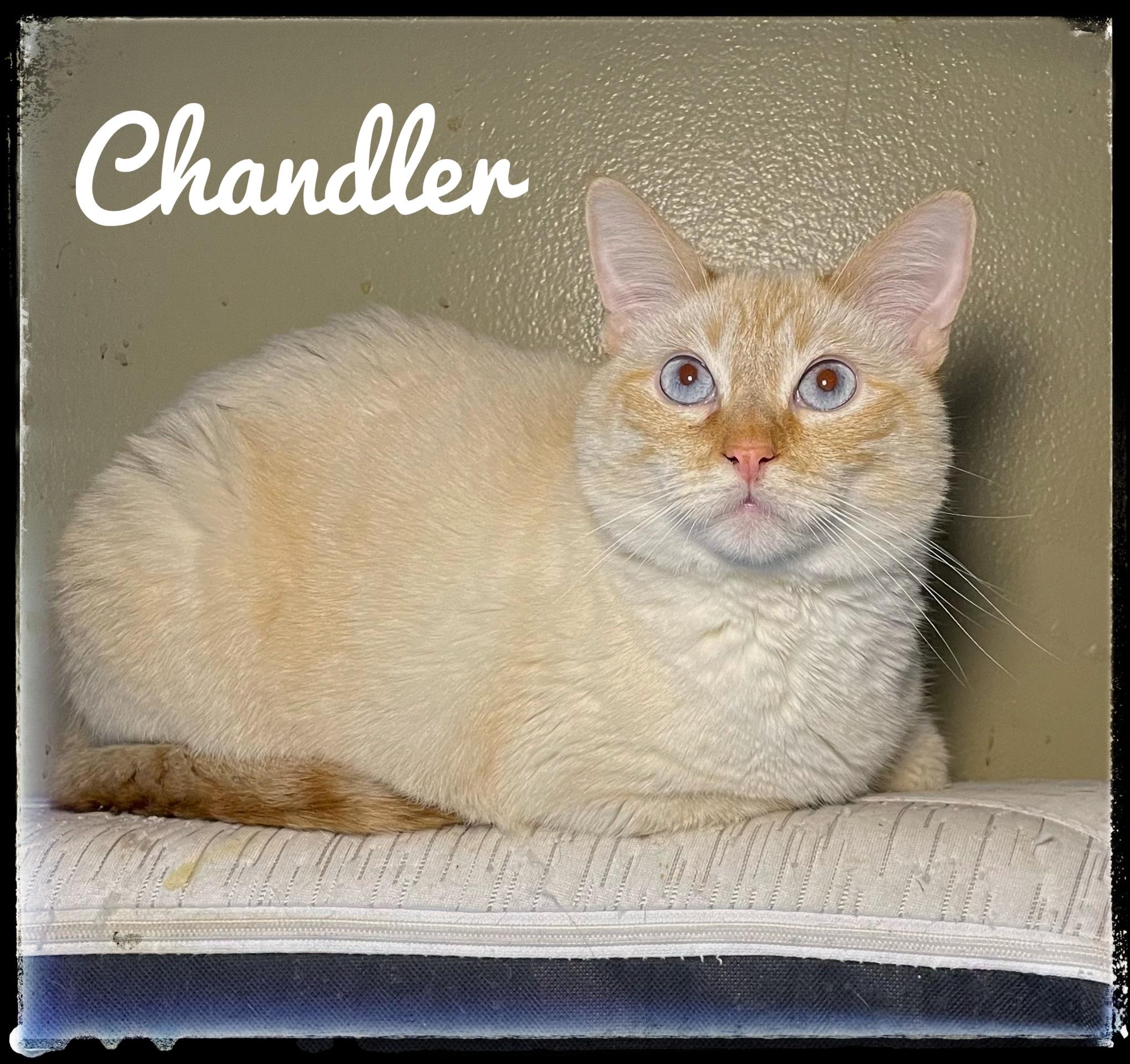 Enlarge Chandler, a Adoptable Siamese in El Cajon, CA image 1/1