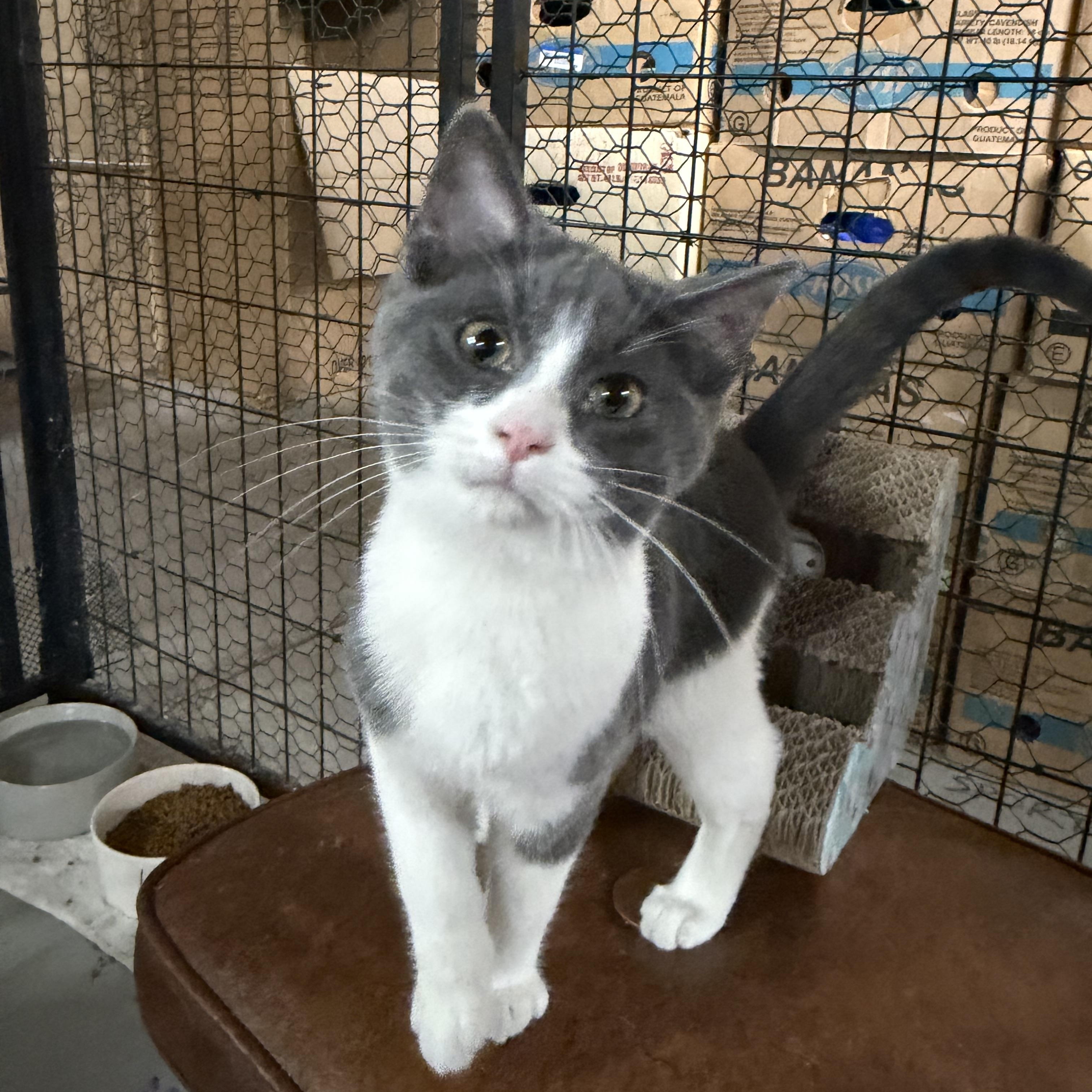 Smudge , adopted, Young Male Domestic Short Hair.