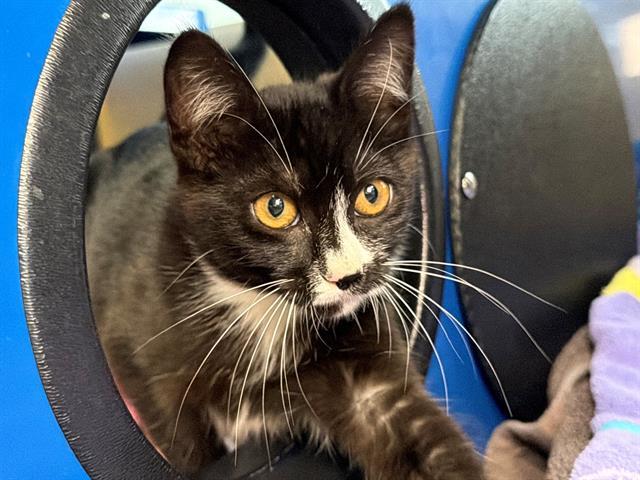 Enlarge QUINN, a Adoptable Domestic Short Hair in Santa Rosa, CA image 1/1