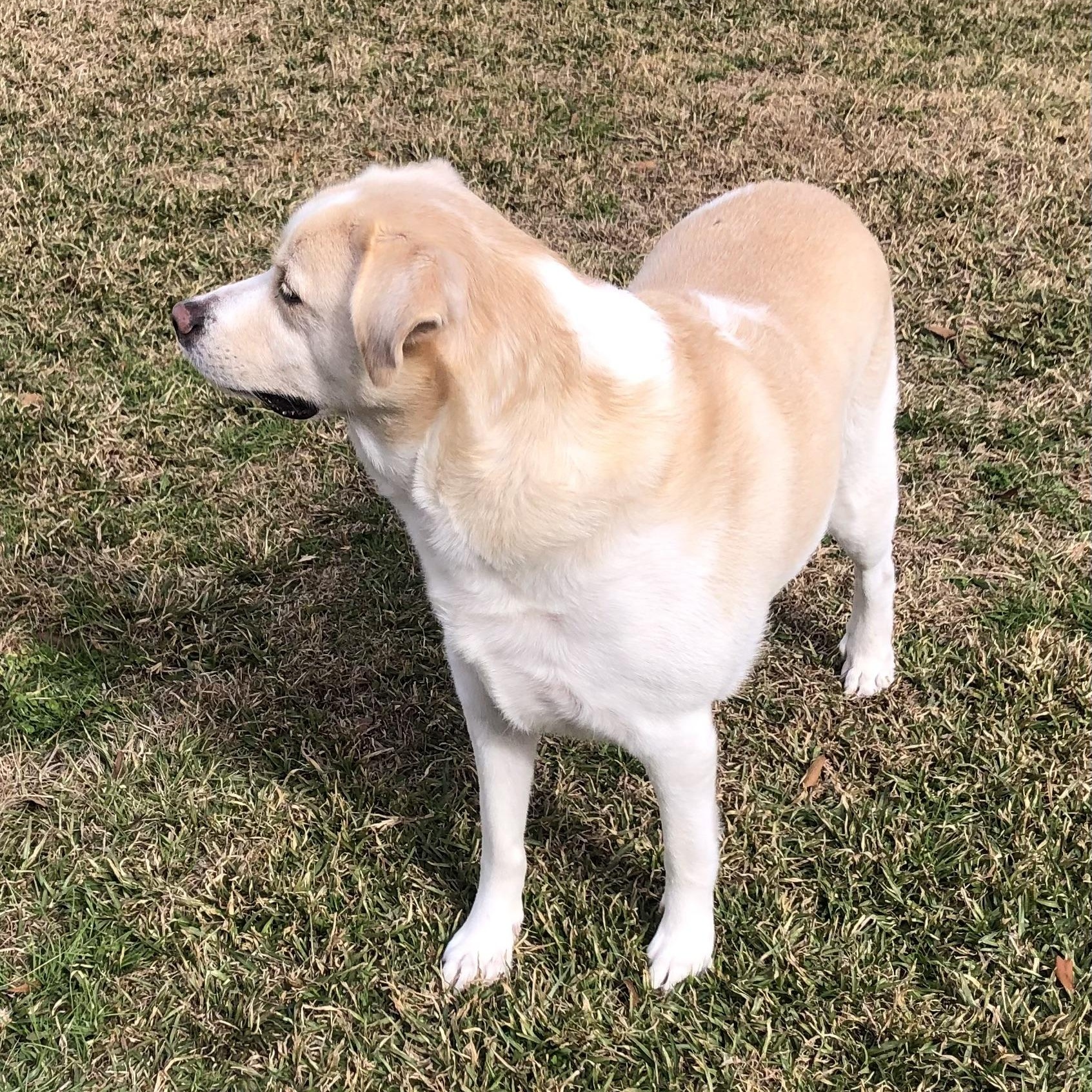 Enlarge Lady Bug, a Adoptable mixed breed in Magnolia Springs, AL image 3/6