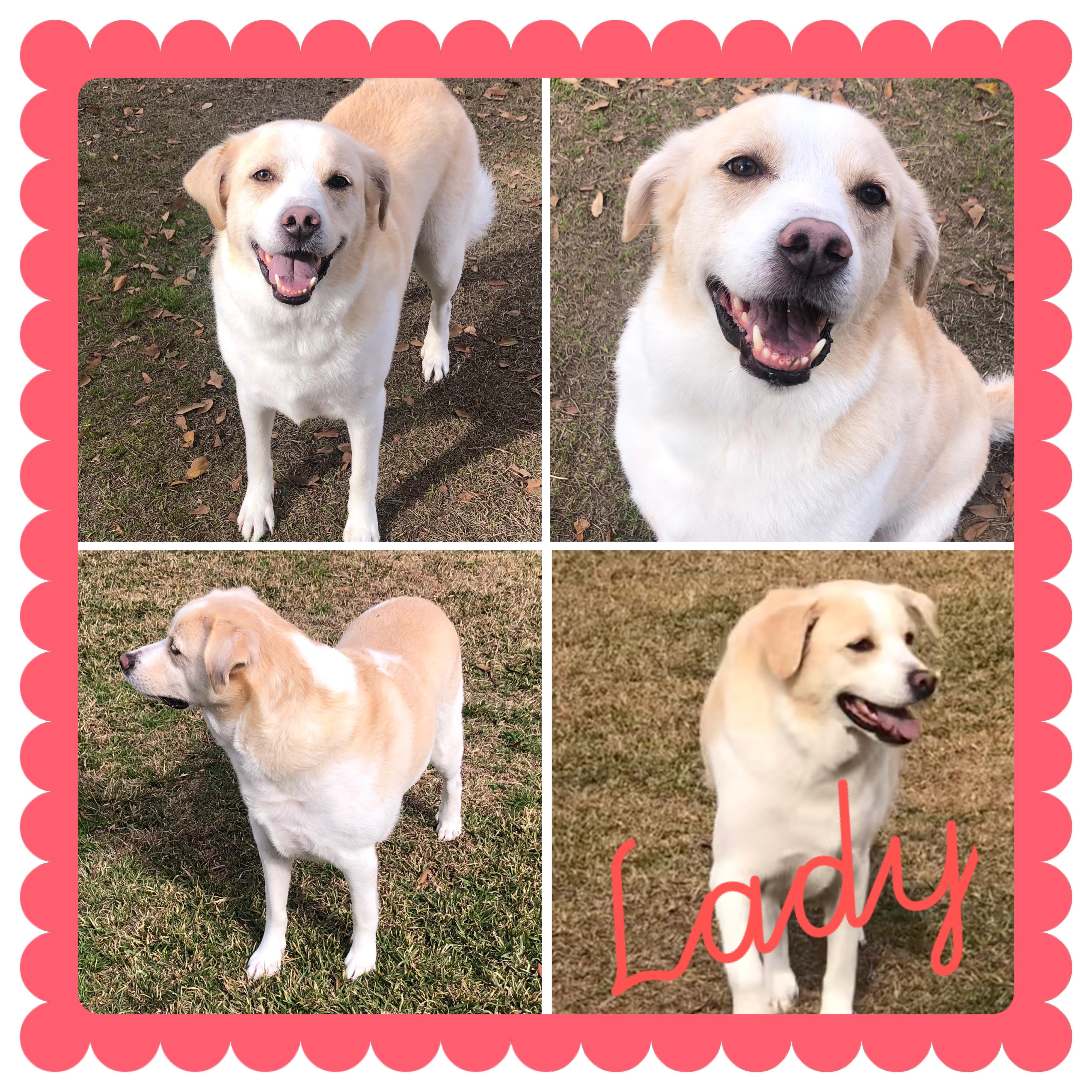 Lady Bug, Adoptable, Adult Female Labrador Retriever & Great Pyrenees.