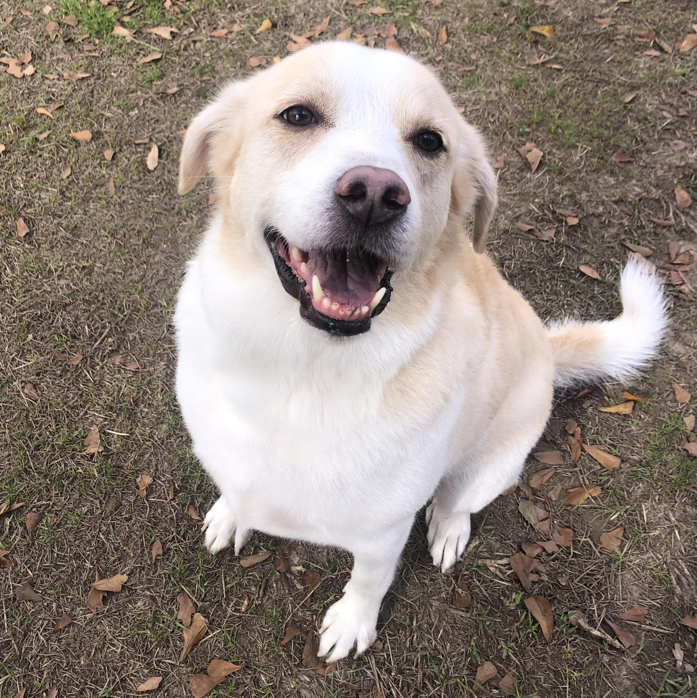 Enlarge Lady Bug, a Adoptable mixed breed in Magnolia Springs, AL image 4/6