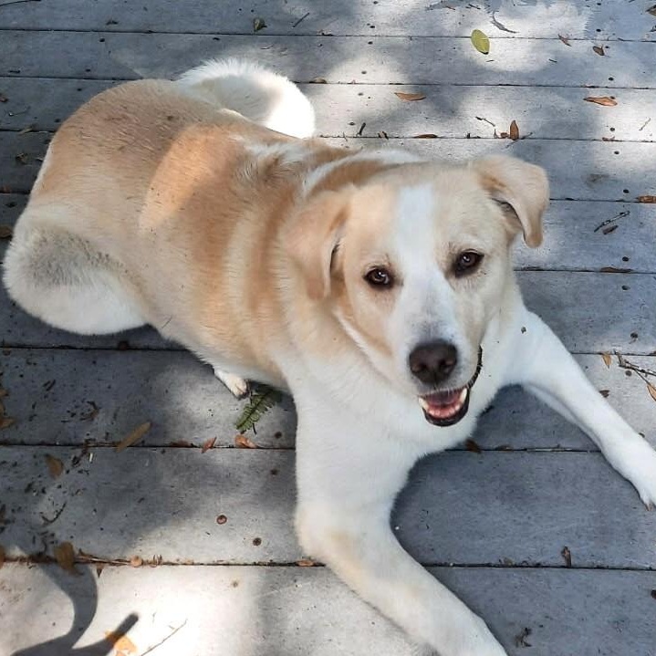 Lady Bug, a Adoptable mixed breed in Magnolia Springs, AL image 6/6