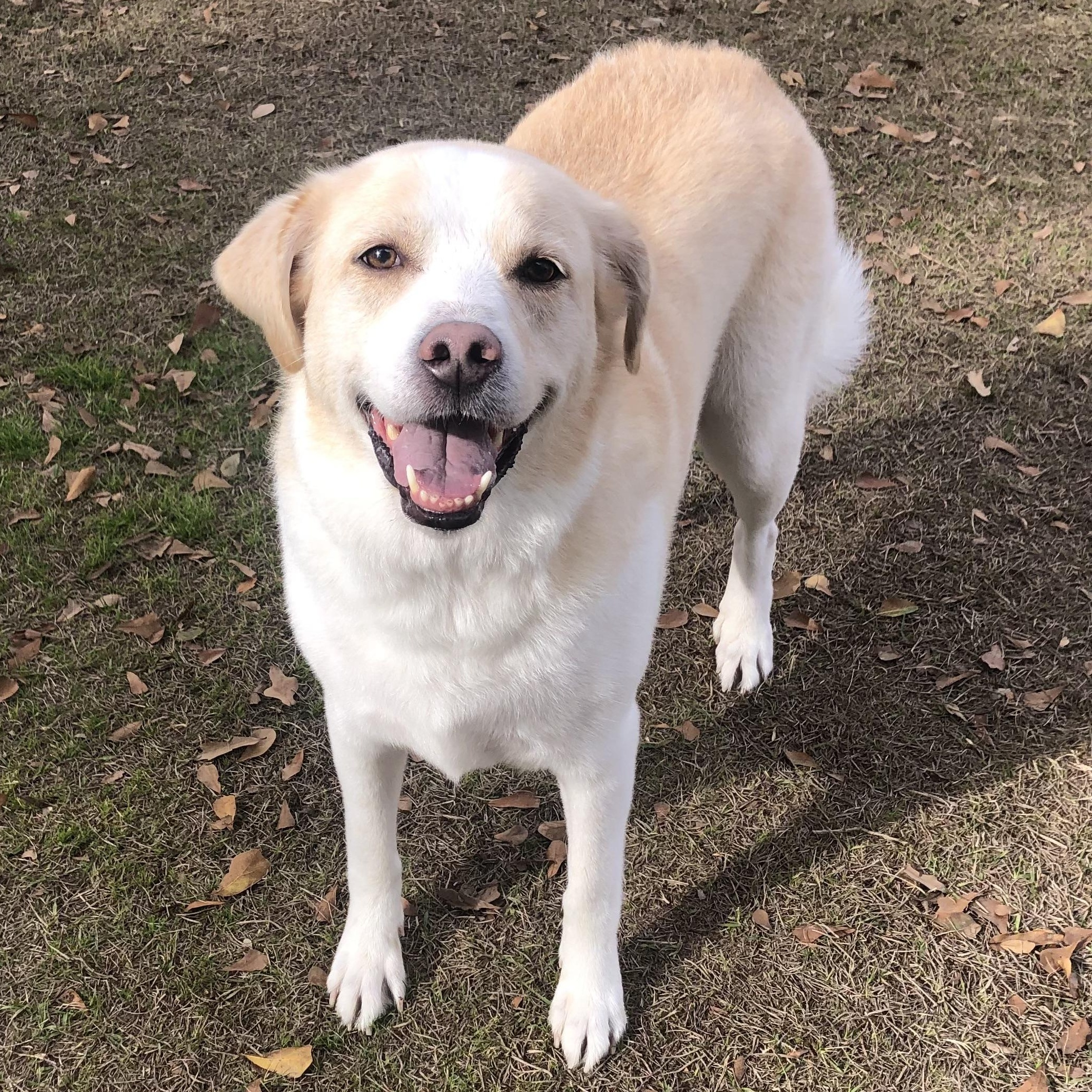 Enlarge Lady Bug, a Adoptable mixed breed in Magnolia Springs, AL image 2/6