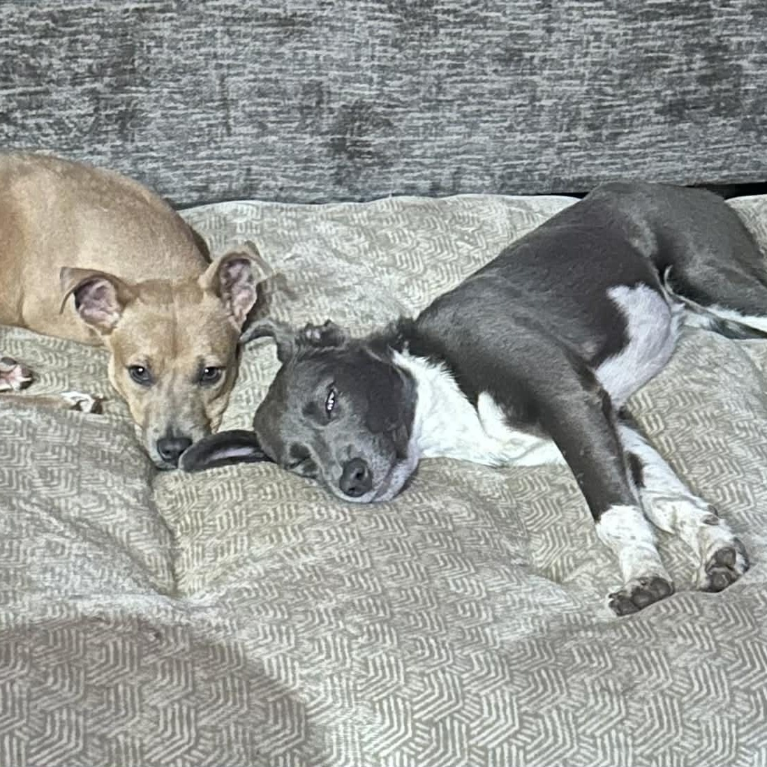 Enlarge HOLLY, a Adoptable mixed breed in allen, TX image 4/4