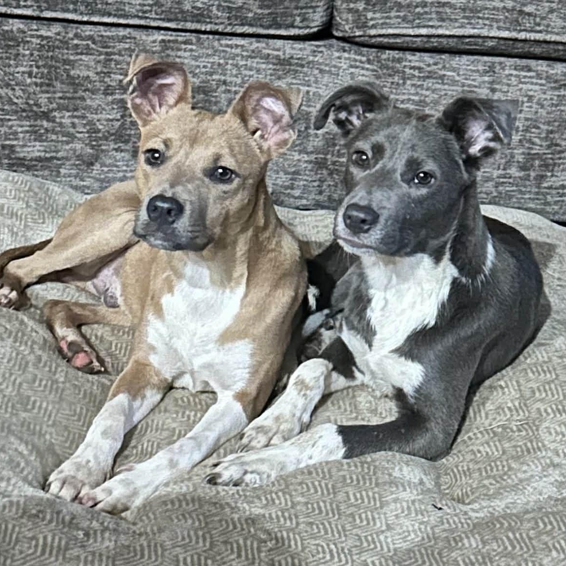 Enlarge HOLLY, a Adoptable mixed breed in allen, TX image 2/4