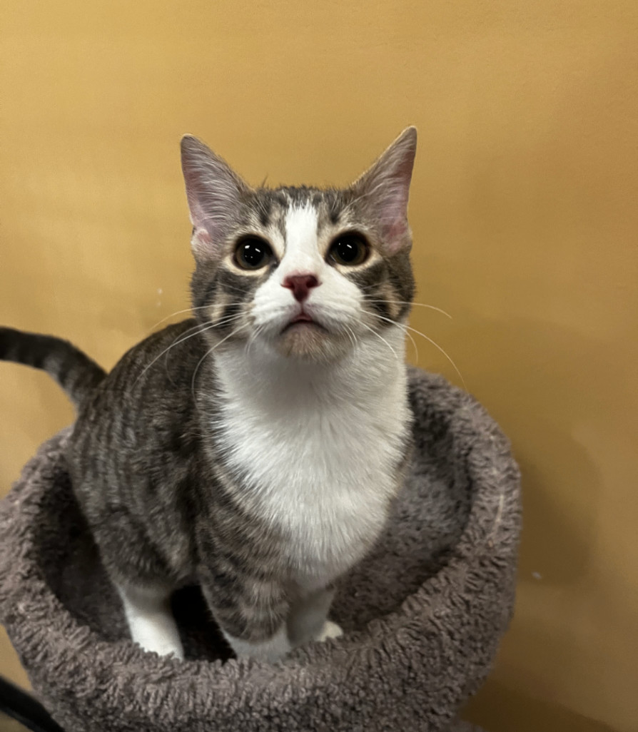 Princess, Adoptable, Kitten Female Domestic Short Hair.