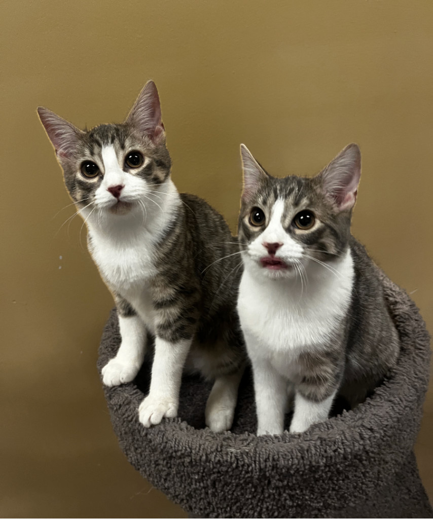 Princess, a Adoptable Domestic Short Hair image 2/2