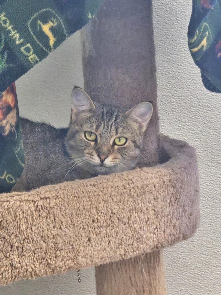 Rock, Adoptable, Young Female Domestic Short Hair.