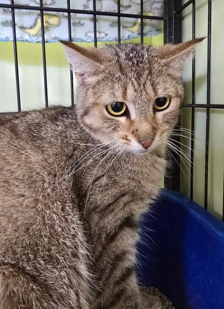 Enlarge Rock, a Adoptable mixed breed in Auburn, IN image 1/1