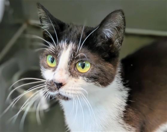 AZARIYAH, Adoptable, Young Female Domestic Short Hair.