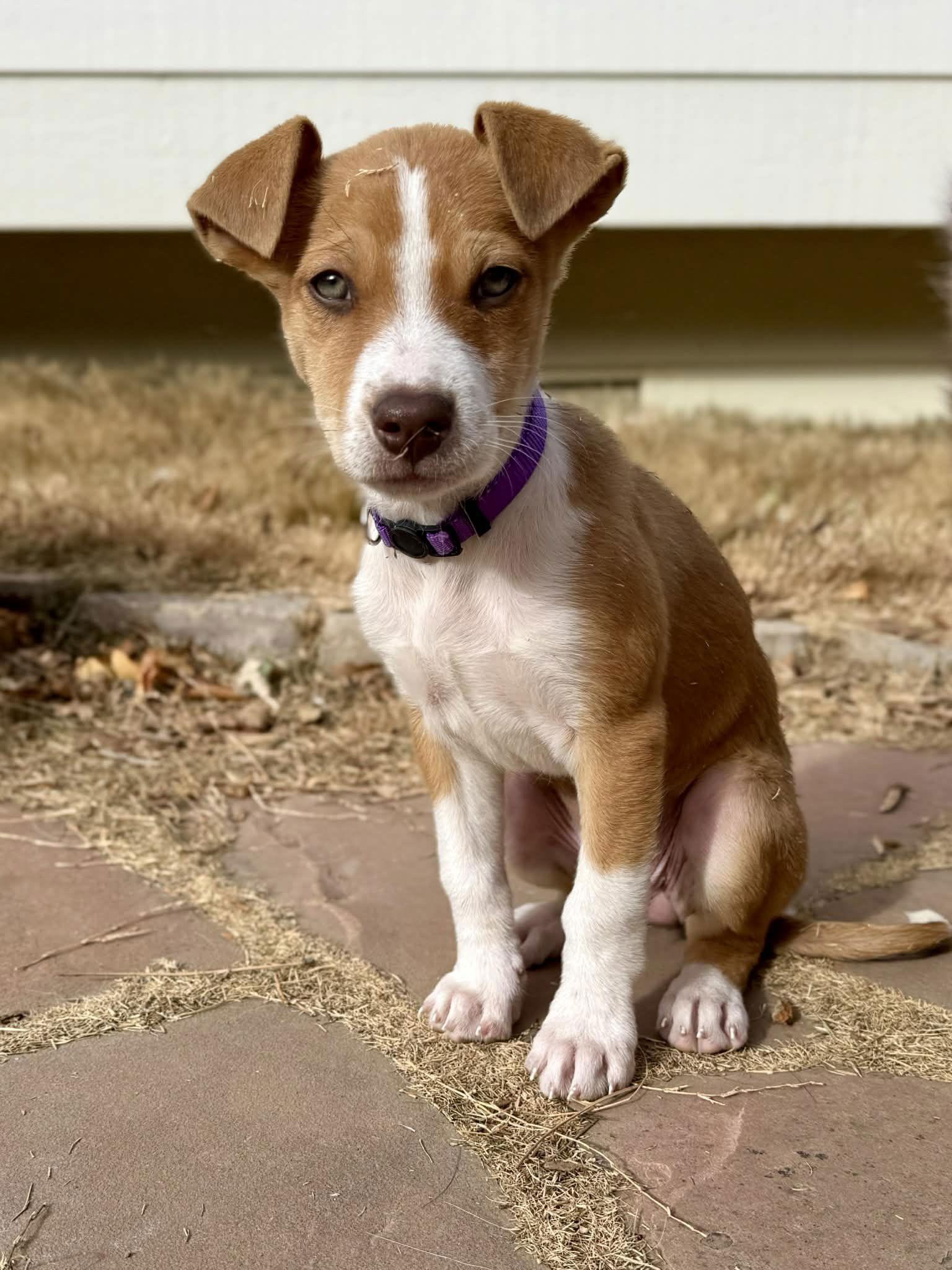 Enlarge Cider, a Adoptable mixed breed in Denver, CO image 1/3