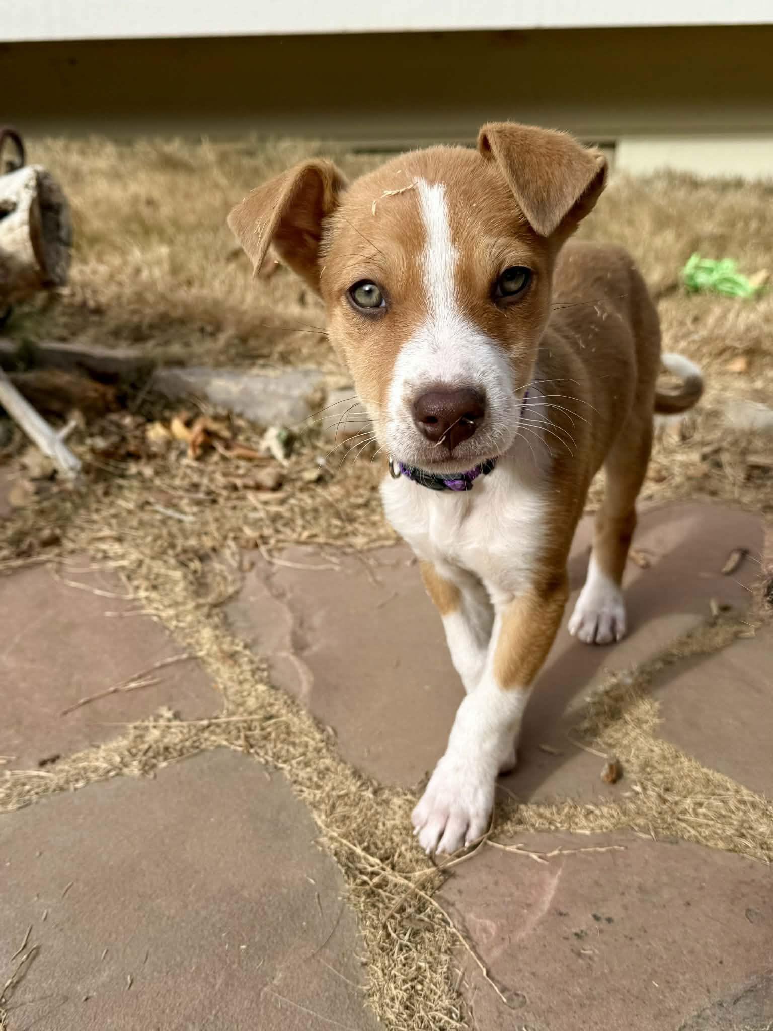 Enlarge Cider, a Adoptable mixed breed in Denver, CO image 2/3
