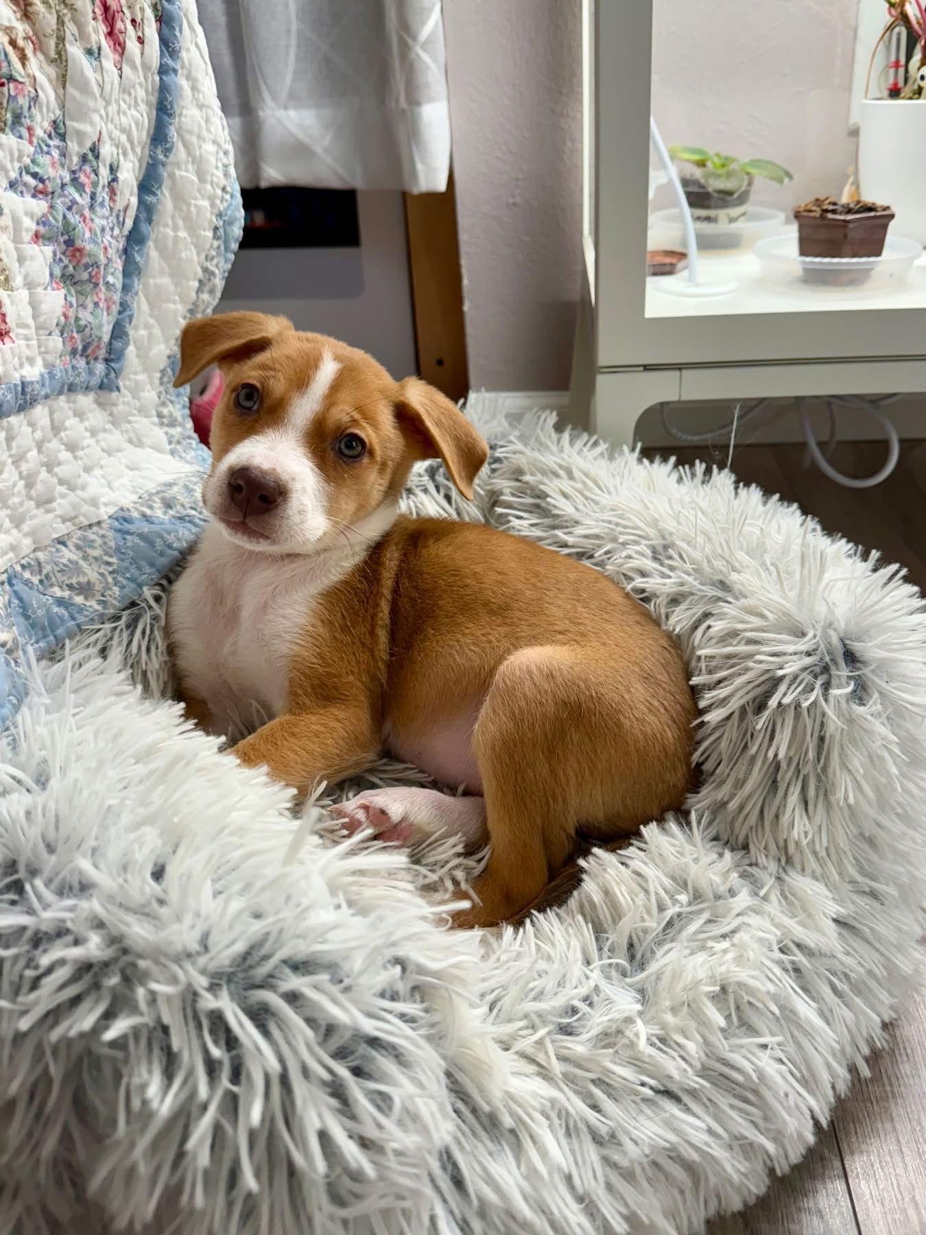 Enlarge Cider, a Adoptable mixed breed in Denver, CO image 3/3