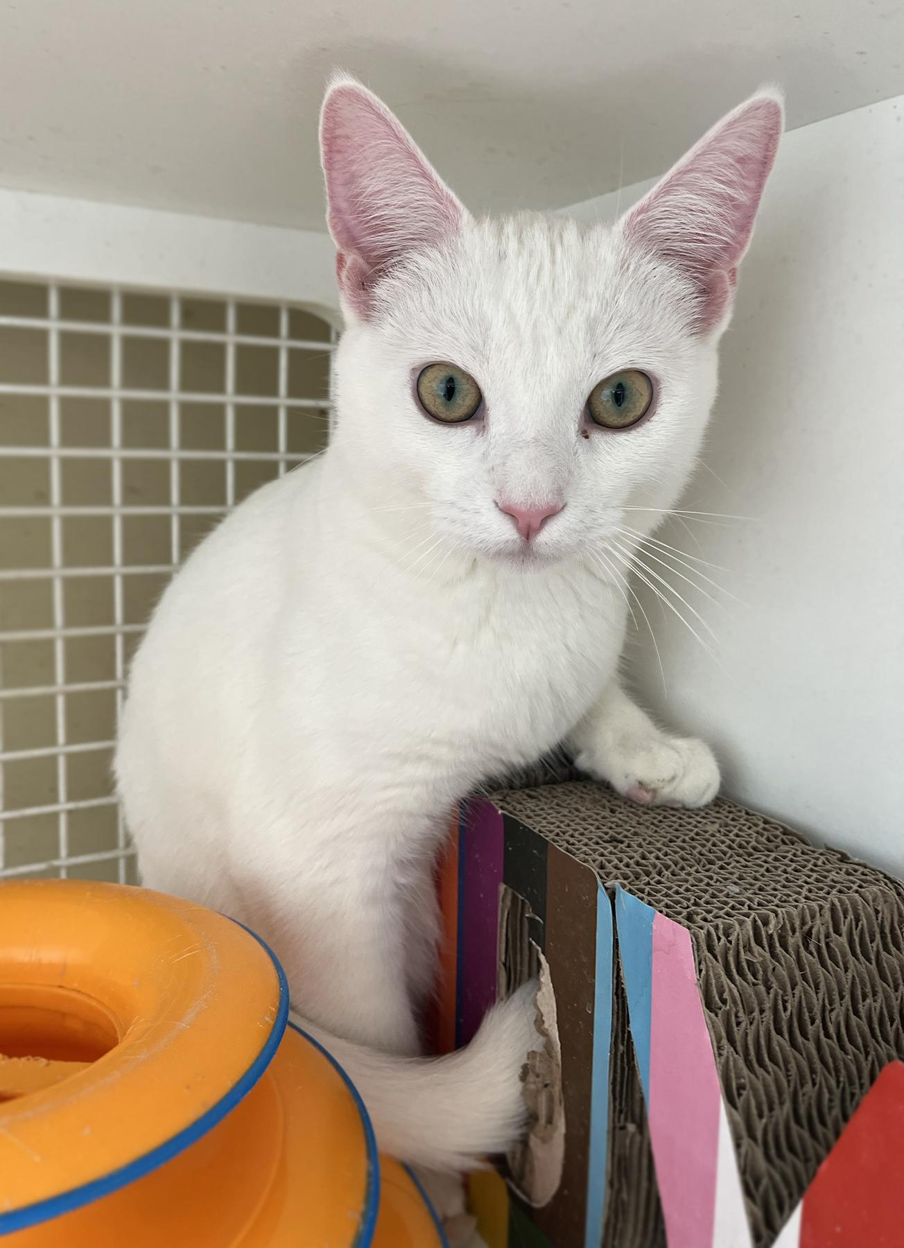 Carlisle, a Adopted Domestic Short Hair in La Puente, CA image 5/6