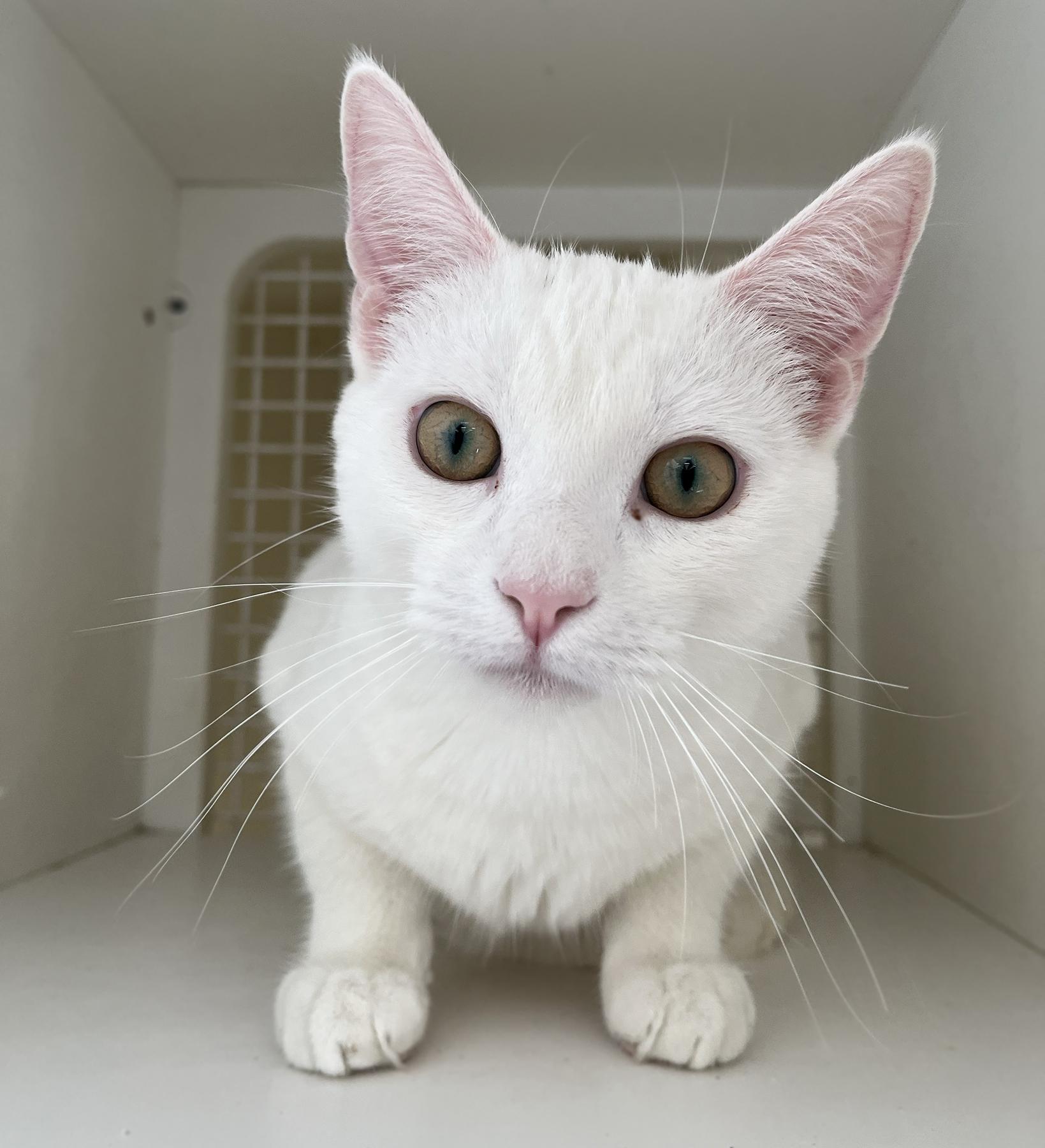Carlisle, a Adopted Domestic Short Hair in La Puente, CA image 2/6