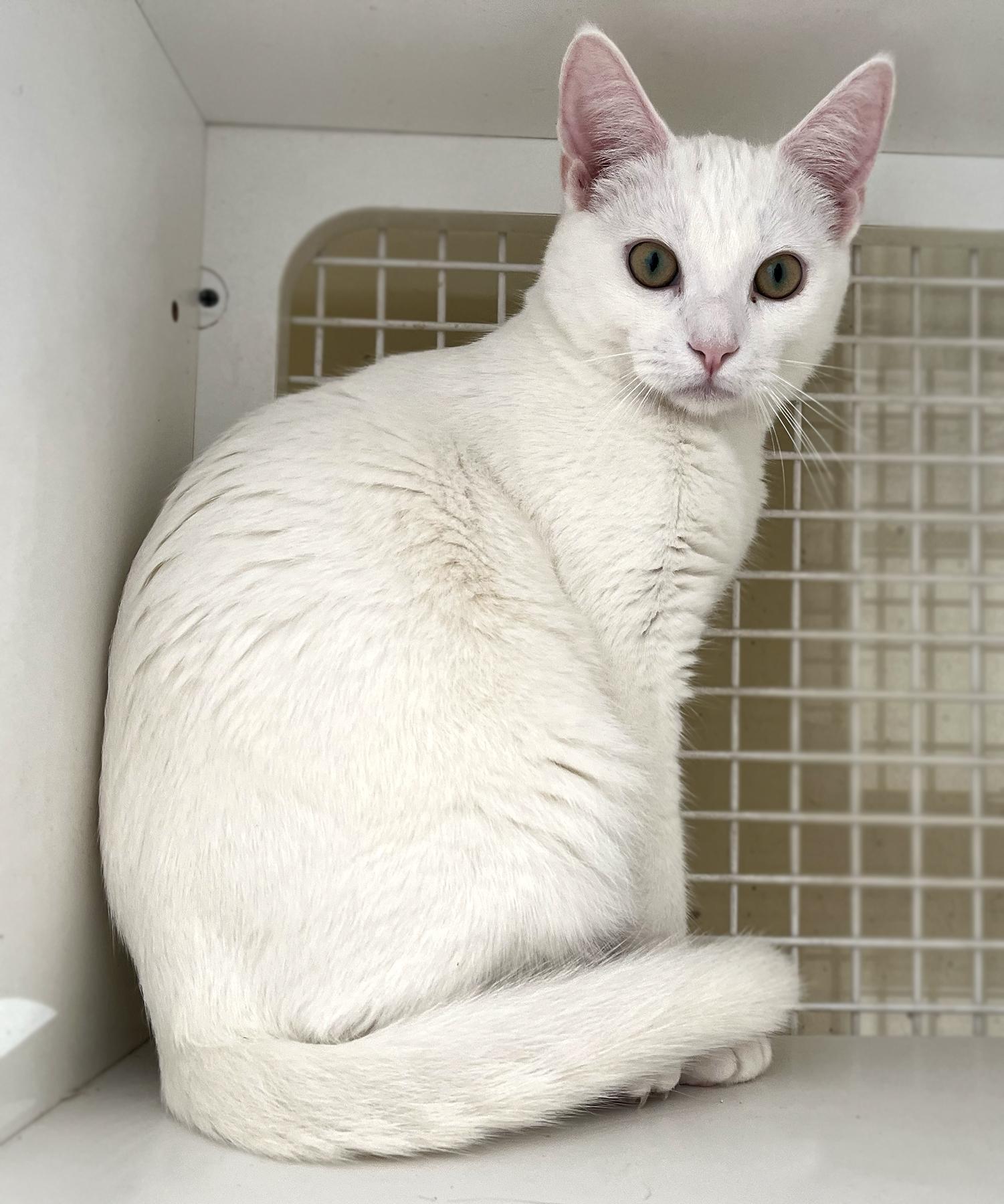 Carlisle, a Adopted Domestic Short Hair in La Puente, CA image 3/6