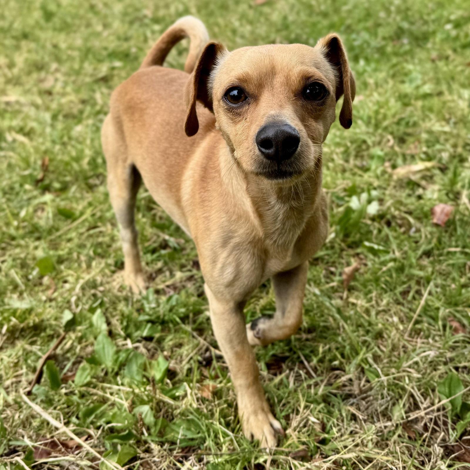 Enlarge Javier, a Adopted Chihuahua in Oakland, CA image 3/3
