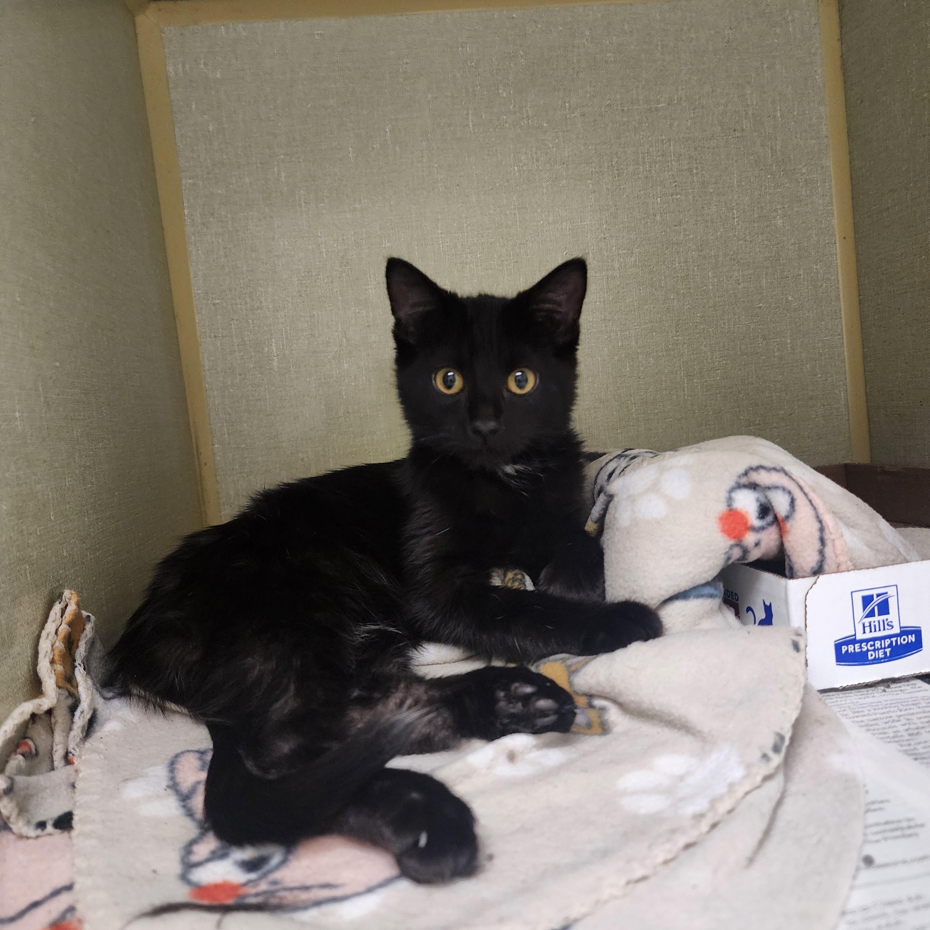 Jessie, ADOPTABLE, Kitten Male Domestic Medium Hair.