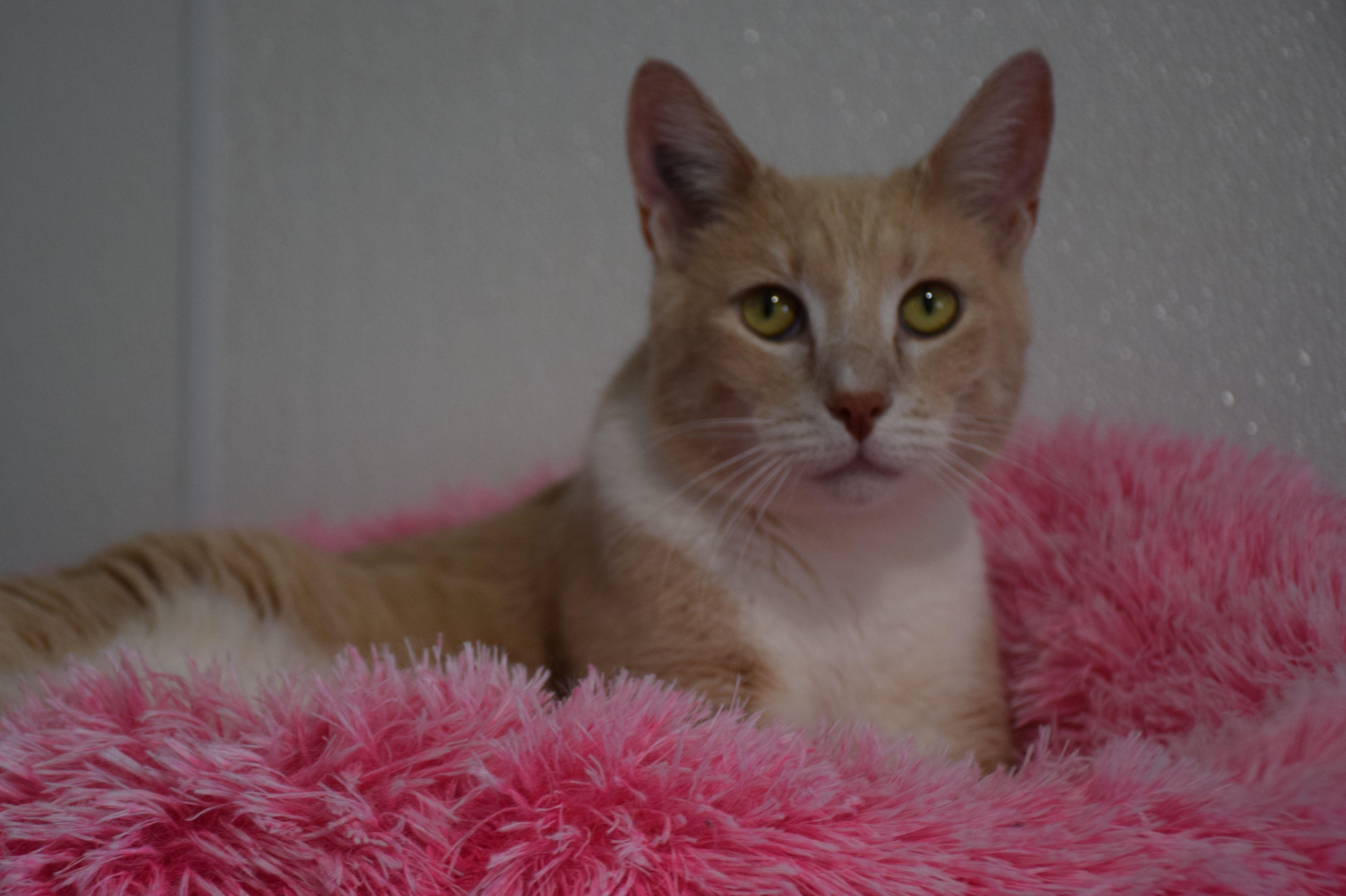 Enlarge Augie, an adopted Tabby in Claresholm, AB image 1/1