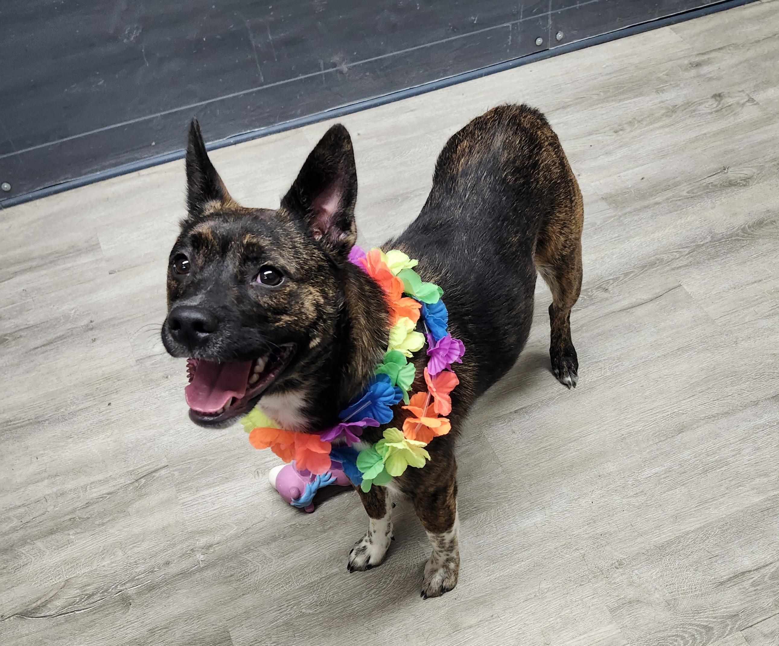 Roan, Young Female Cattle Dog