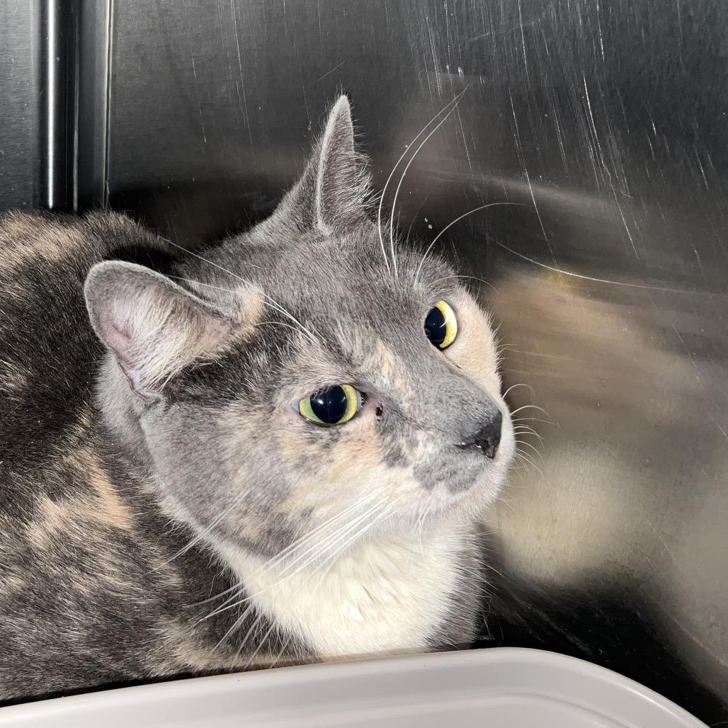 Mouse, Adoptable, Adult Female Domestic Short Hair.