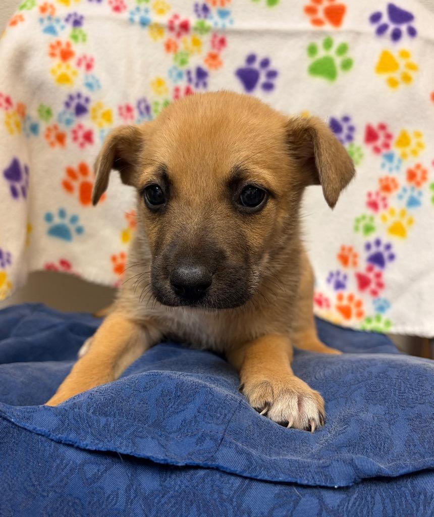 Kongo, Adoptable, Puppy Male Shepherd & Labrador Retriever.