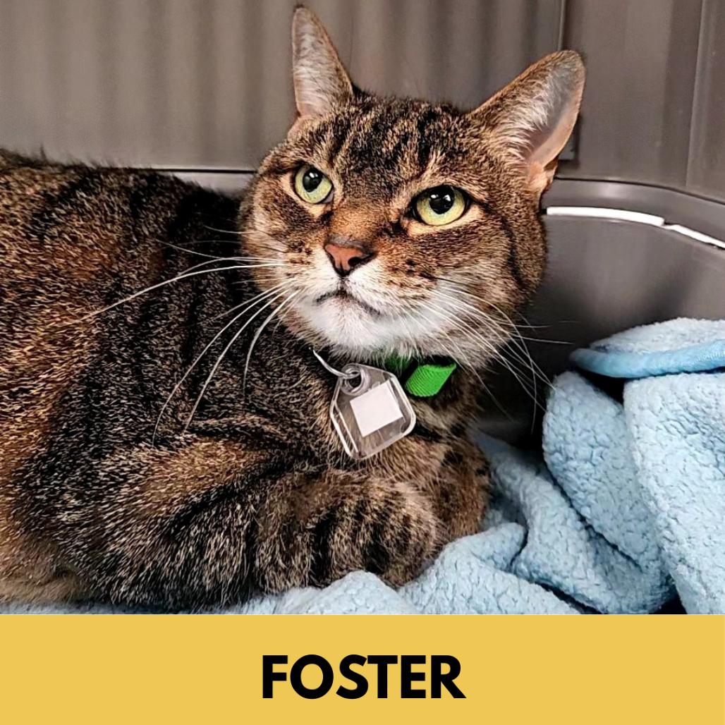 Enlarge Venus, a Adoptable Domestic Short Hair in Lakewood, CO image 1/5