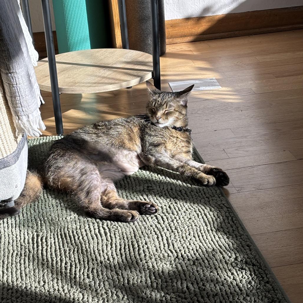 Enlarge Venus, a Adoptable Domestic Short Hair in Lakewood, CO image 3/5